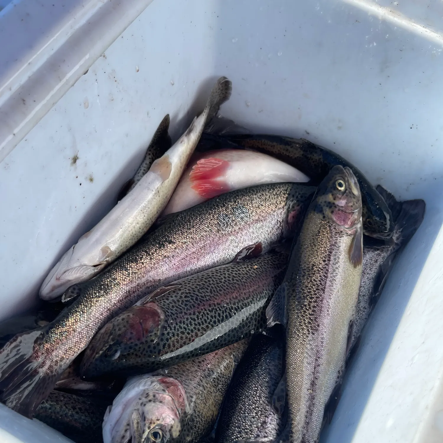 Rainbow trout caught on Fishbrain