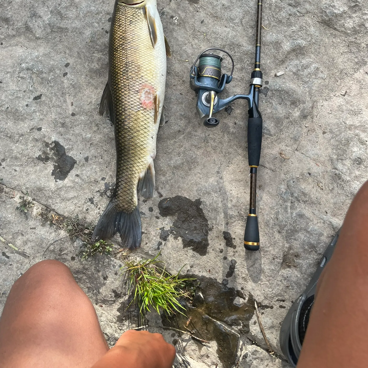 The most recent White sucker catches on Fishbrain