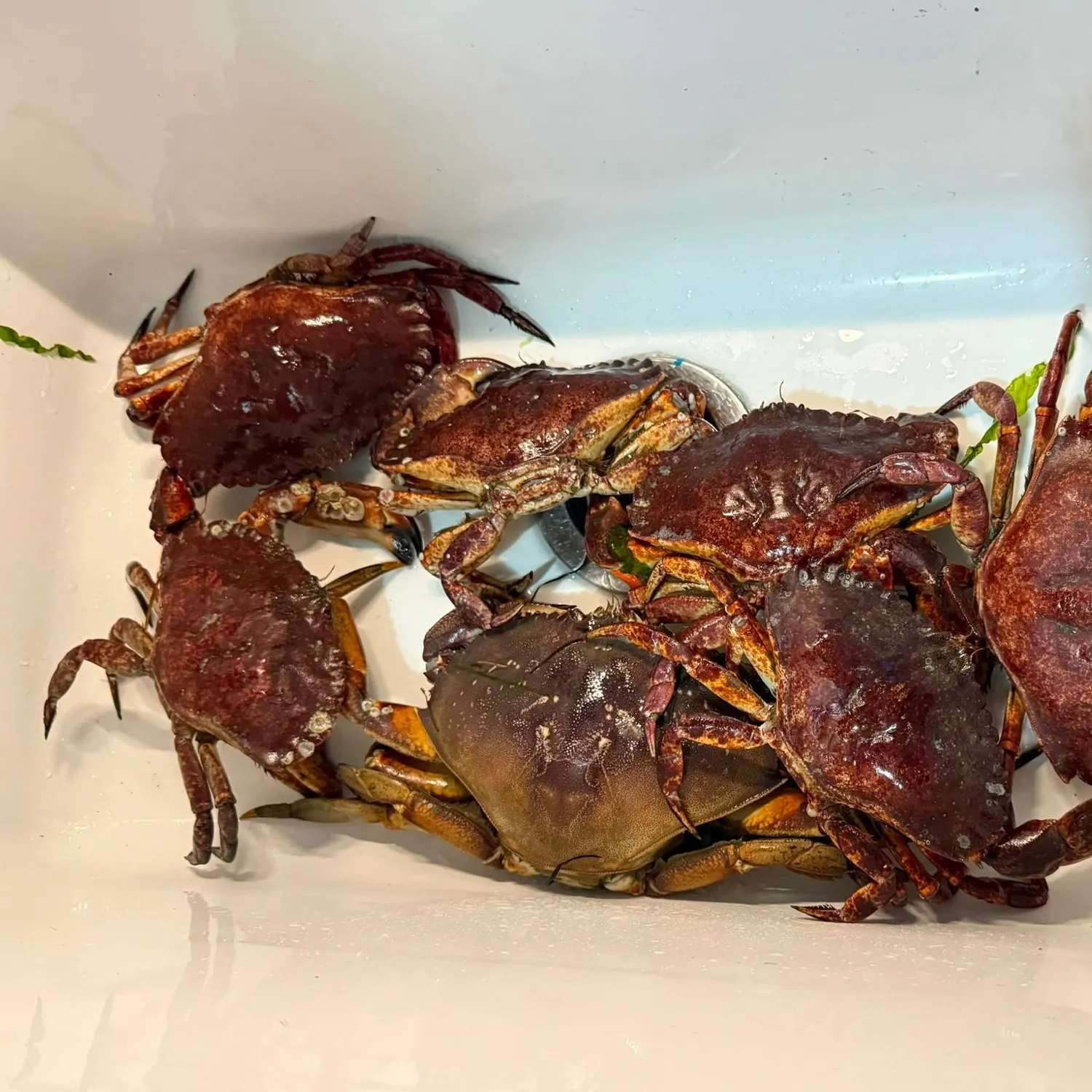 The most recent Red rock crab catches on Fishbrain