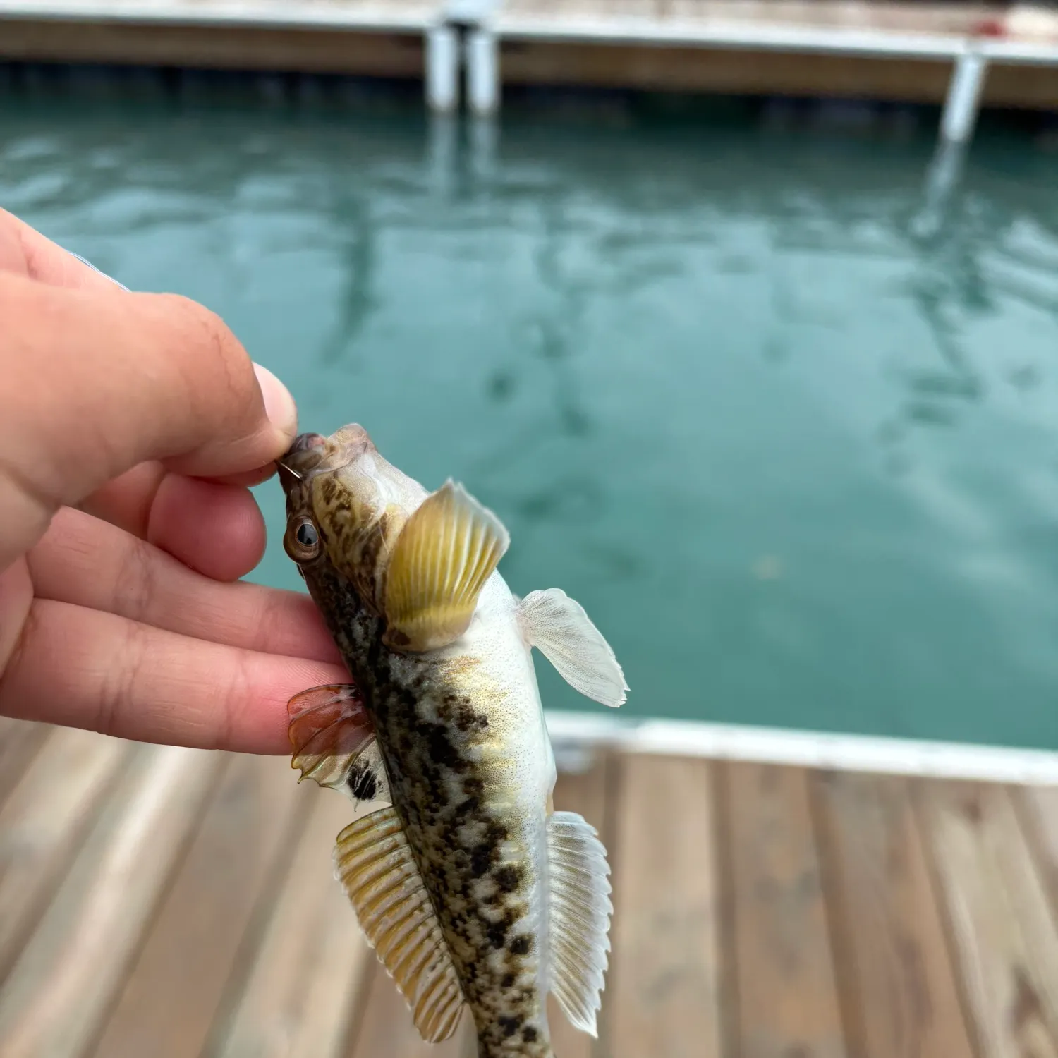 The most recent Common goby catches on Fishbrain