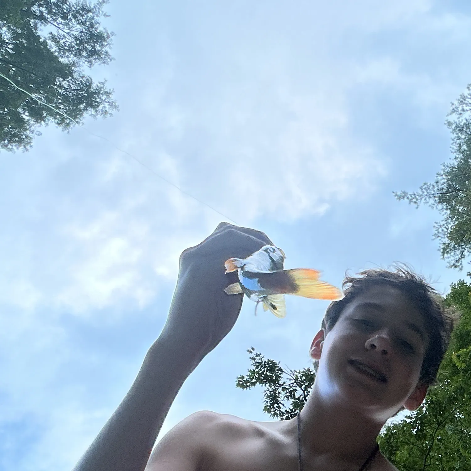 The most recent Yellowfin shiner catches on Fishbrain