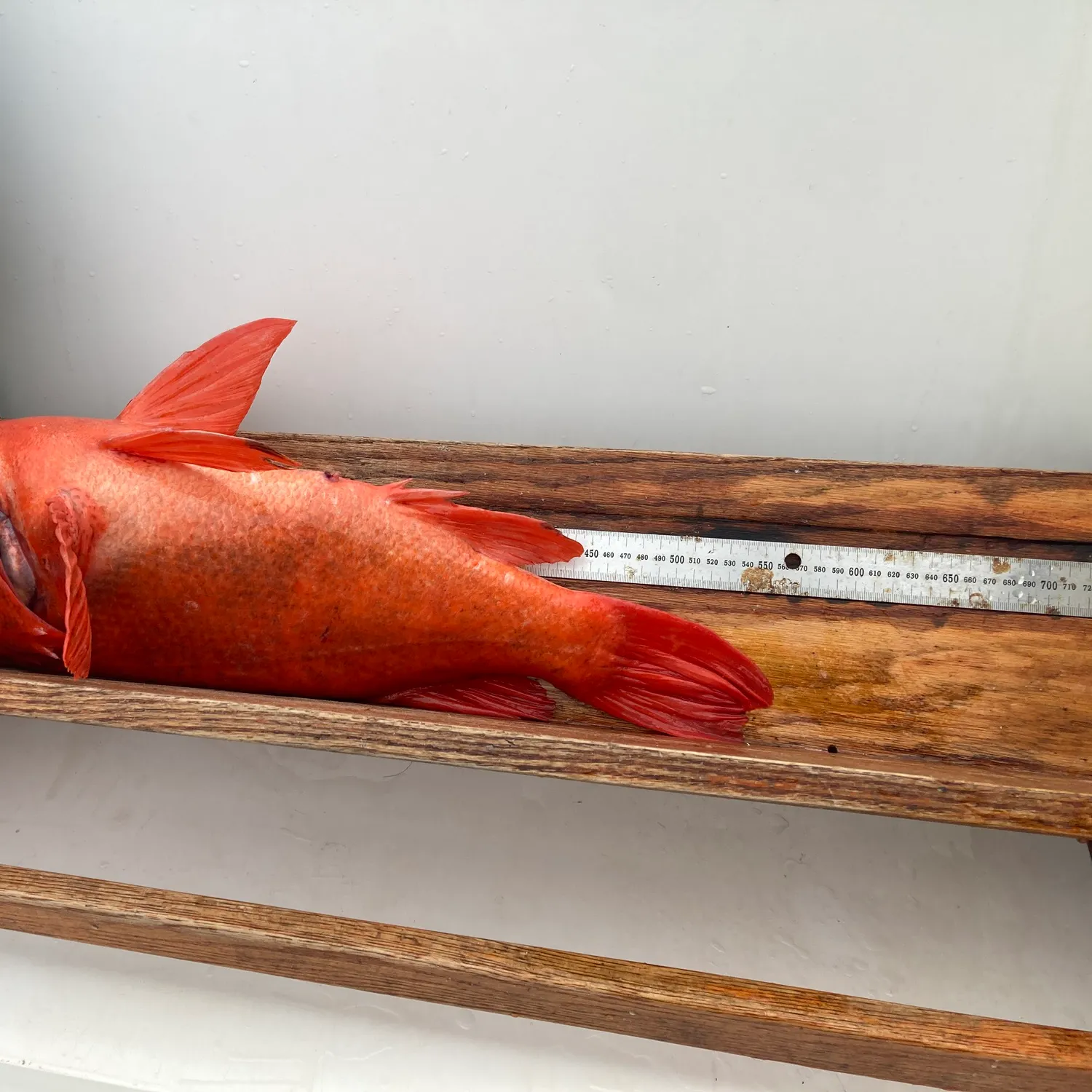 The most recent Vermilion rockfish catches on Fishbrain