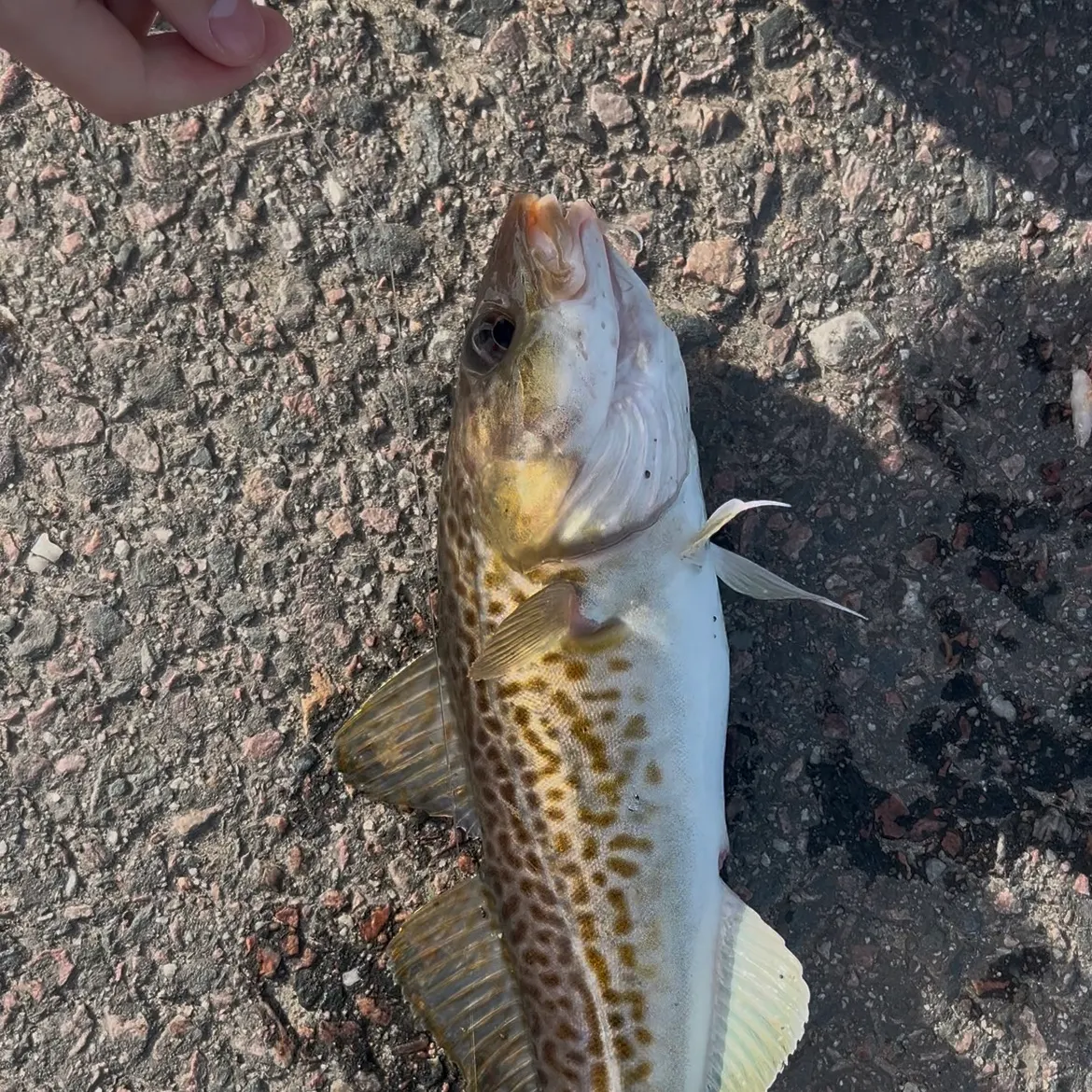 The most recent Atlantic cod catches on Fishbrain