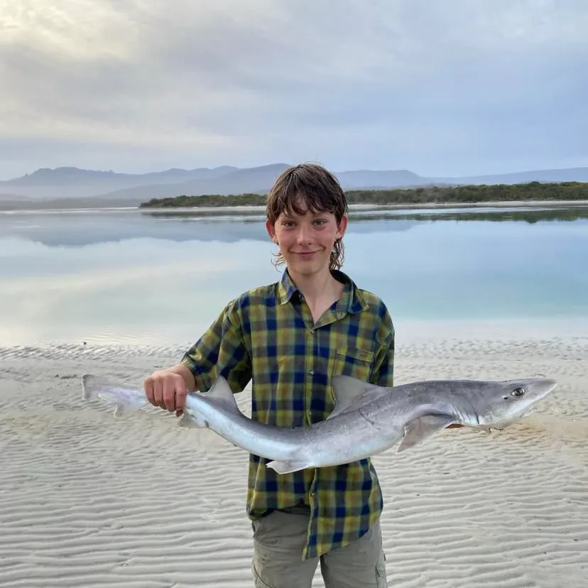 The most recent Gummy shark catches on Fishbrain