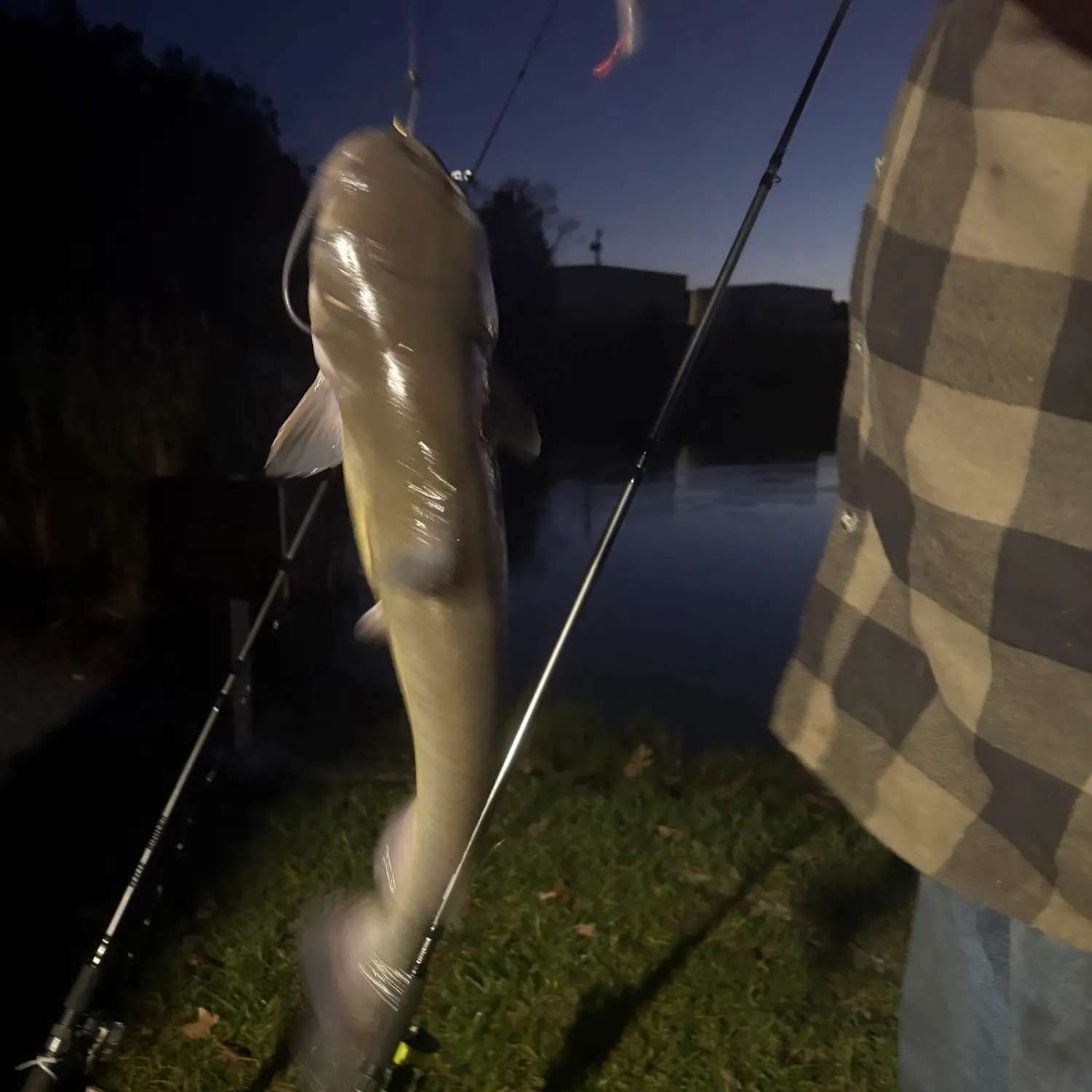 Channel catfish caught on Fishbrain