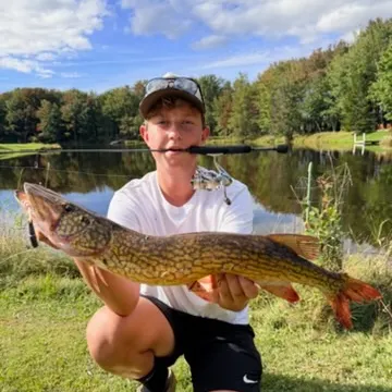 Chain pickerel caught on Fishbrain