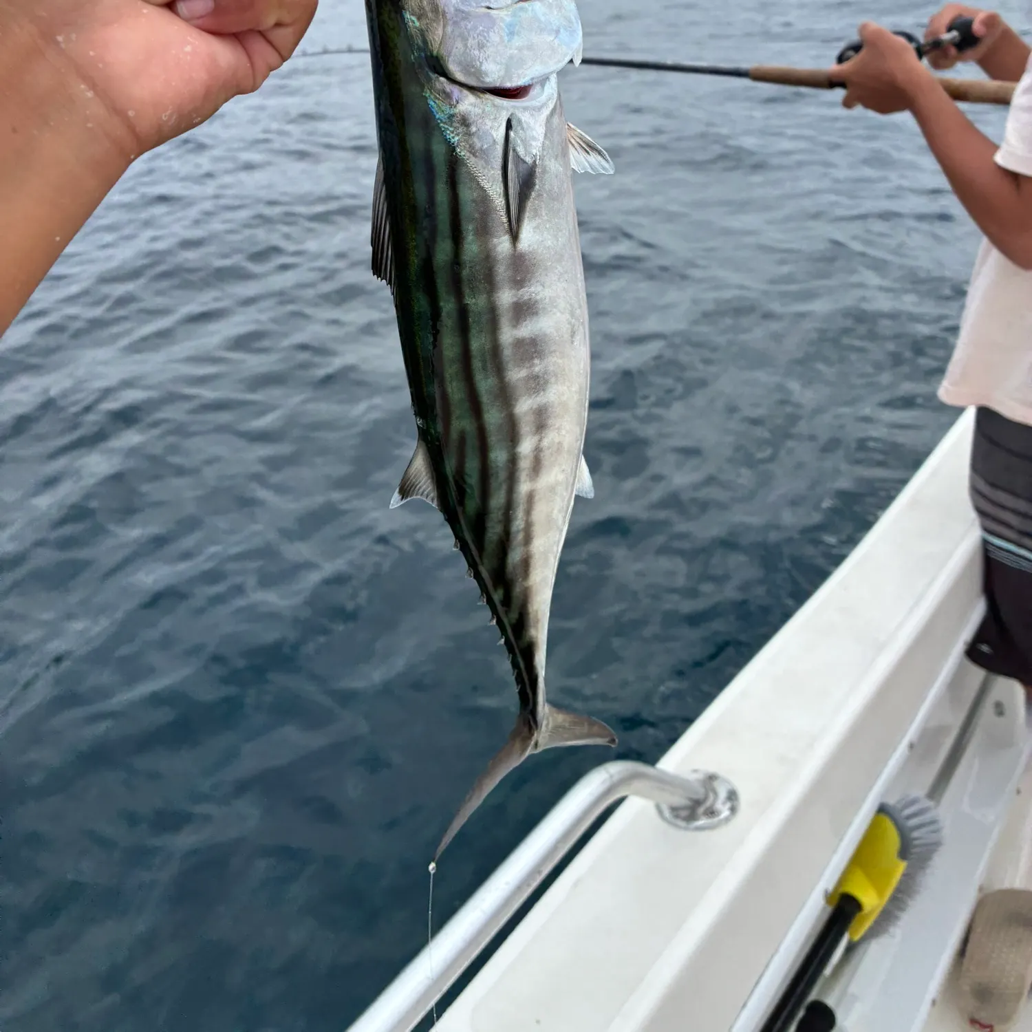 Pacific bonito caught on Fishbrain