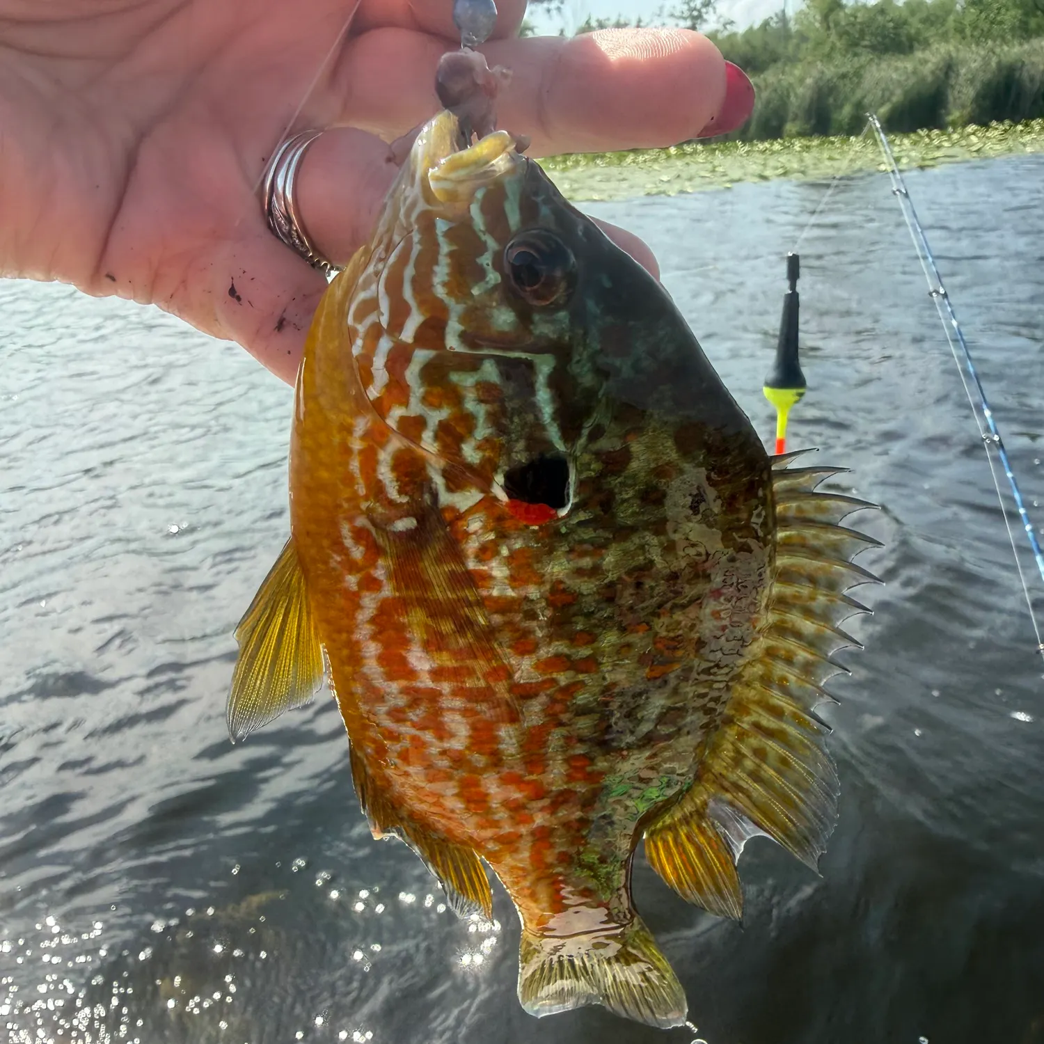 recently logged catches