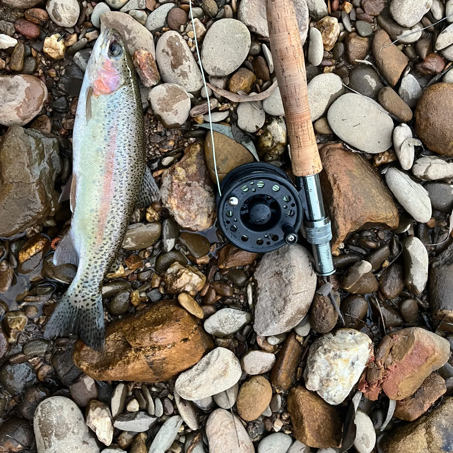 Rainbow trout caught on Fishbrain