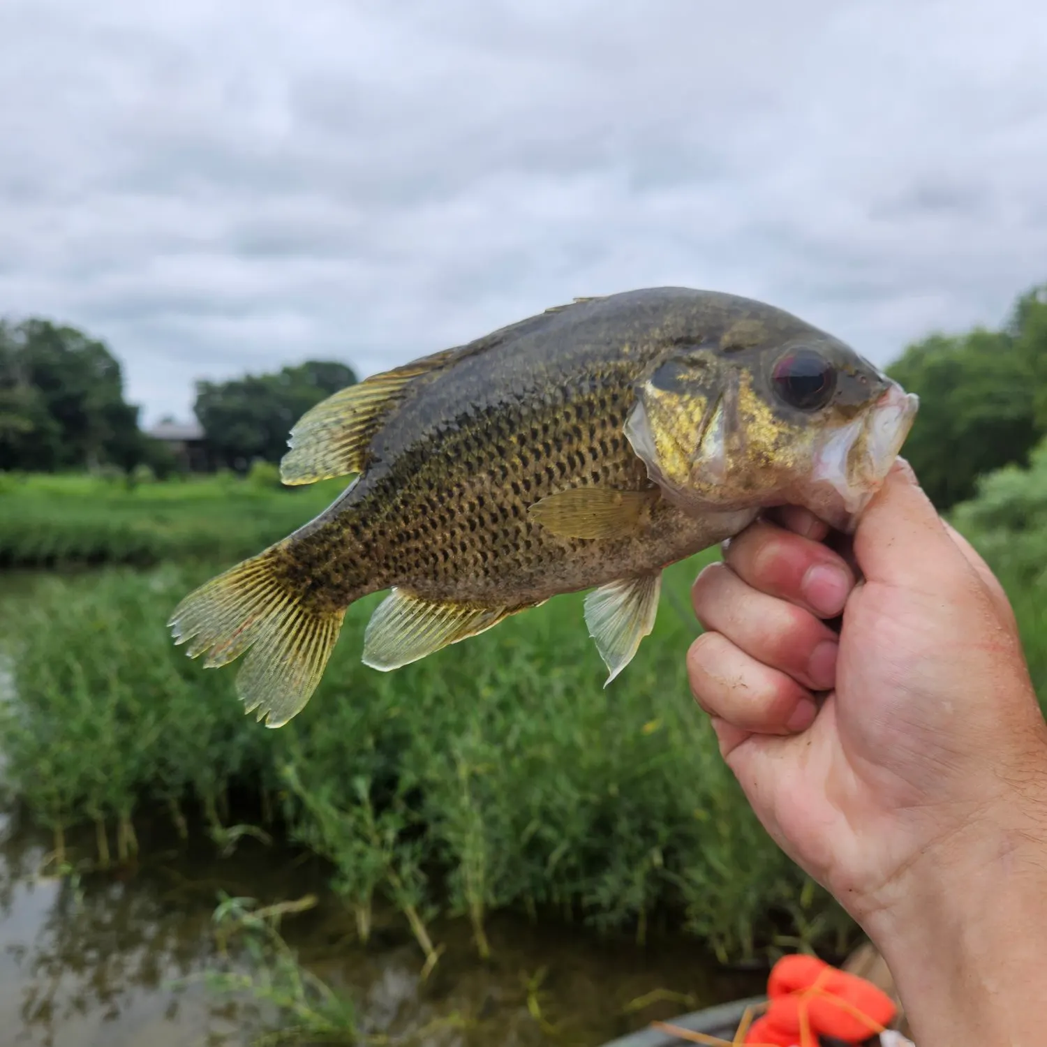 Rock bass caught on Fishbrain