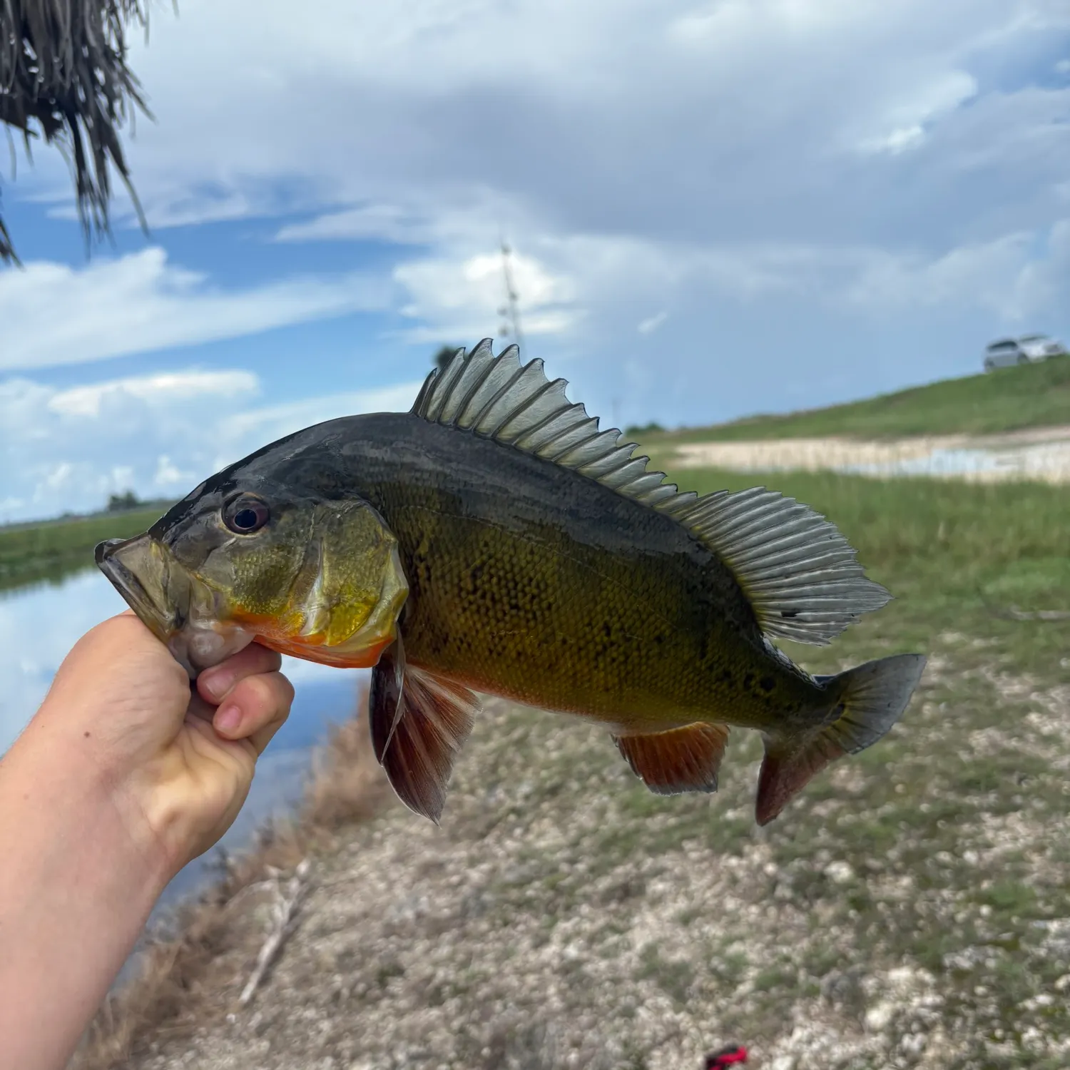 Butterfly peacock bass caught on Fishbrain