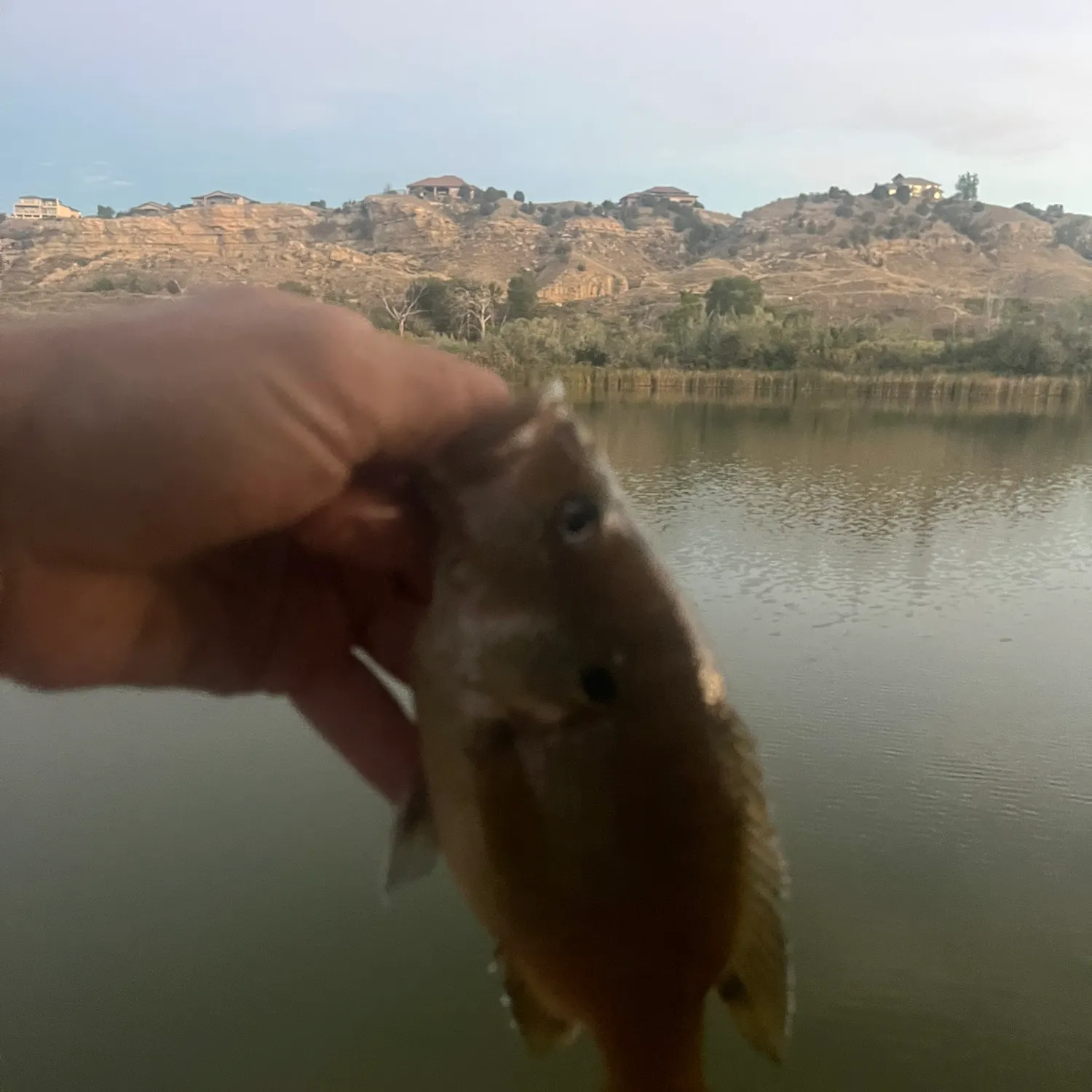 Green sunfish caught on Fishbrain