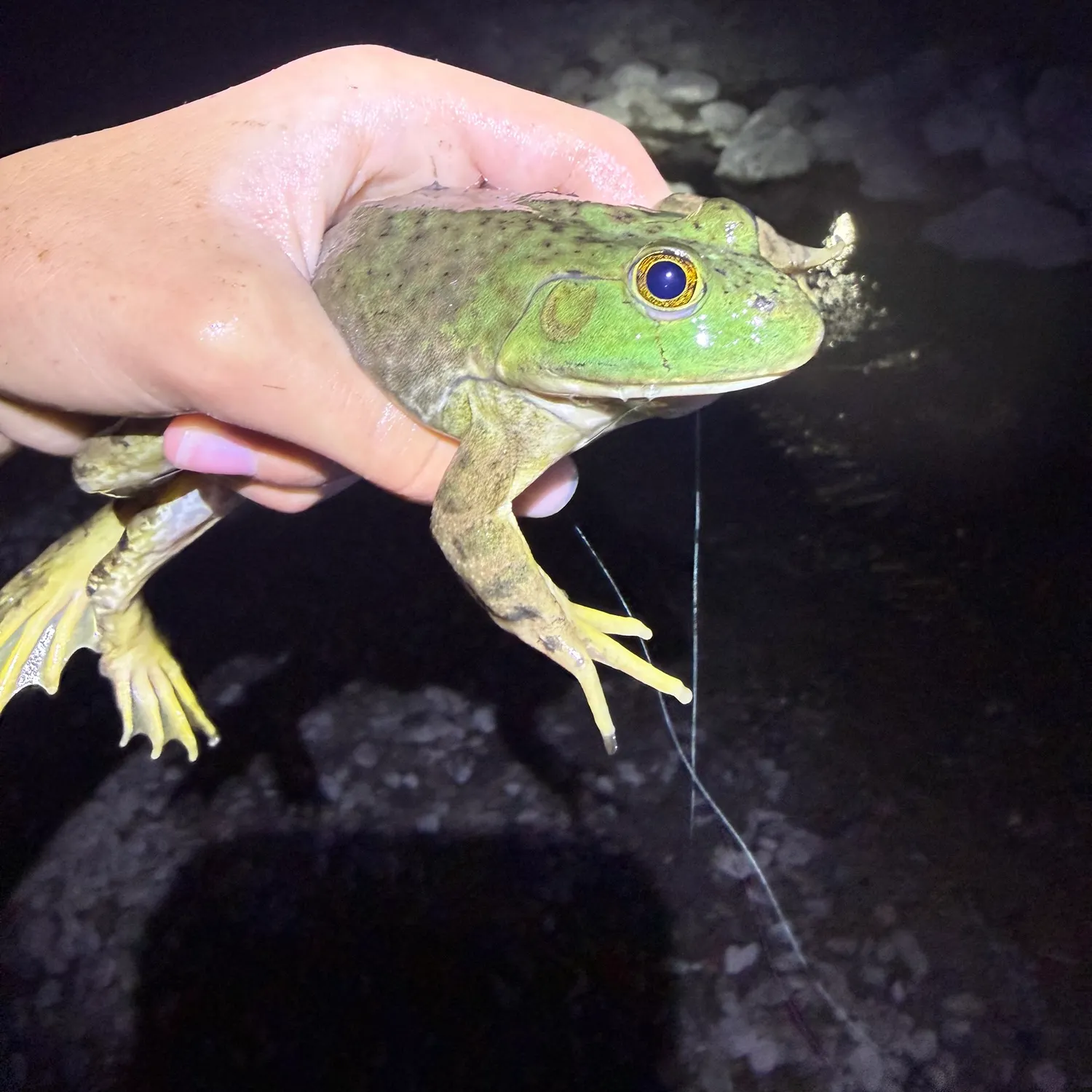 The most recent American bullfrog catches on Fishbrain