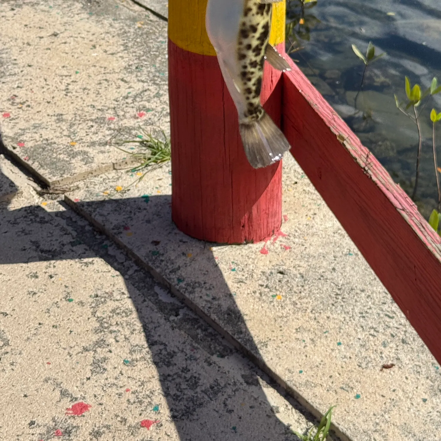 The most recent Checkered puffer catches on Fishbrain