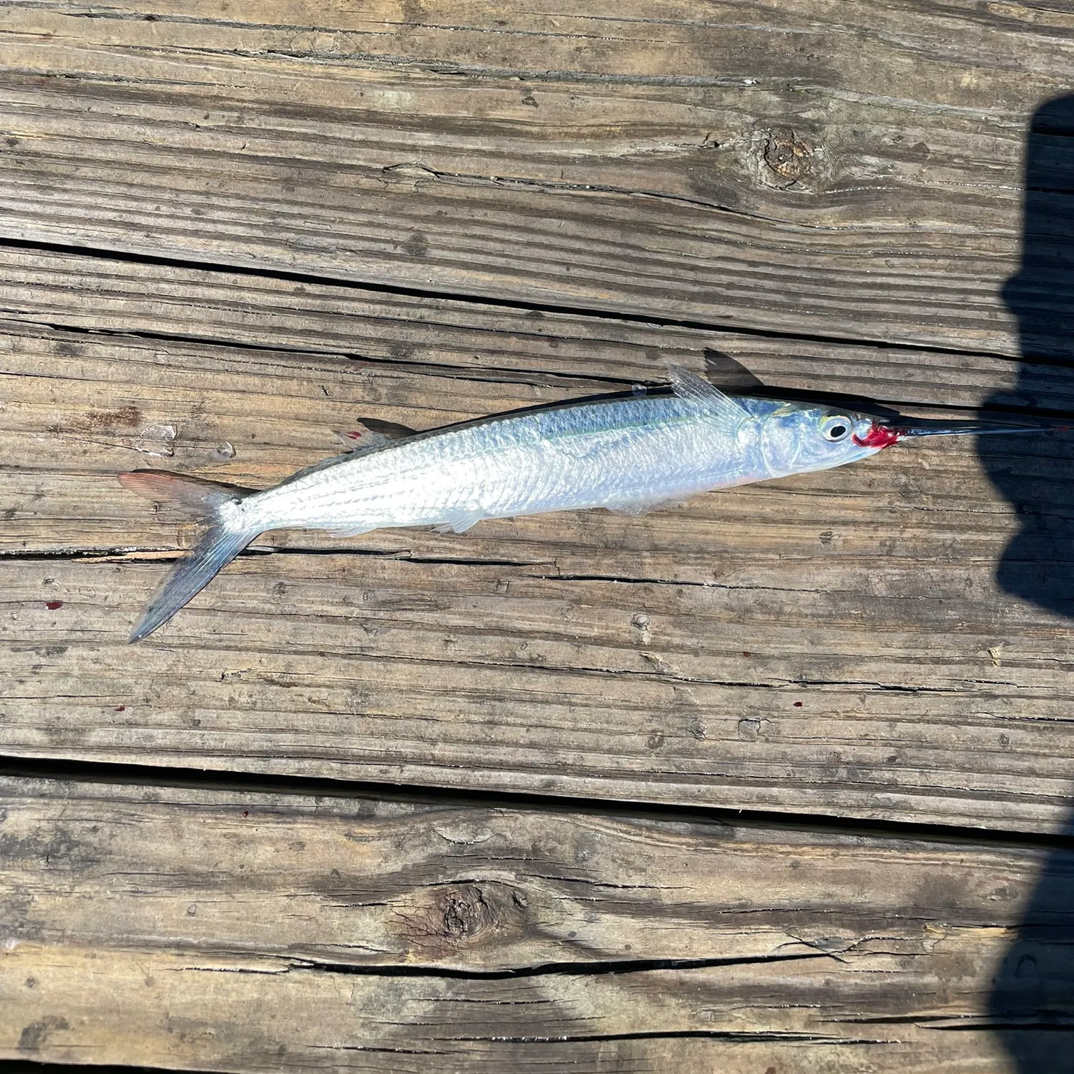 The most recent Ballyhoo halfbeak catches on Fishbrain