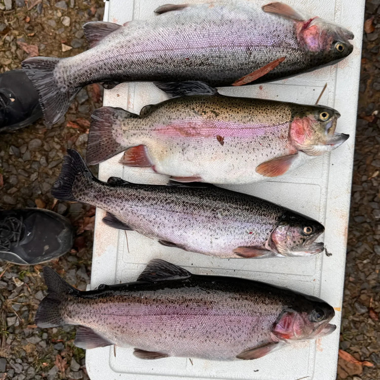 recently logged catches