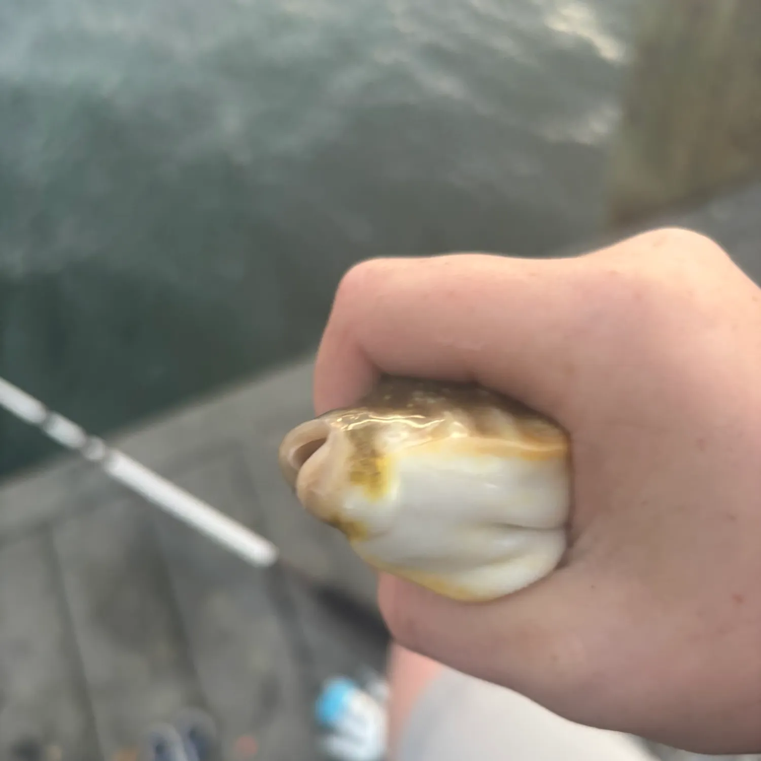 Northern puffer caught on Fishbrain