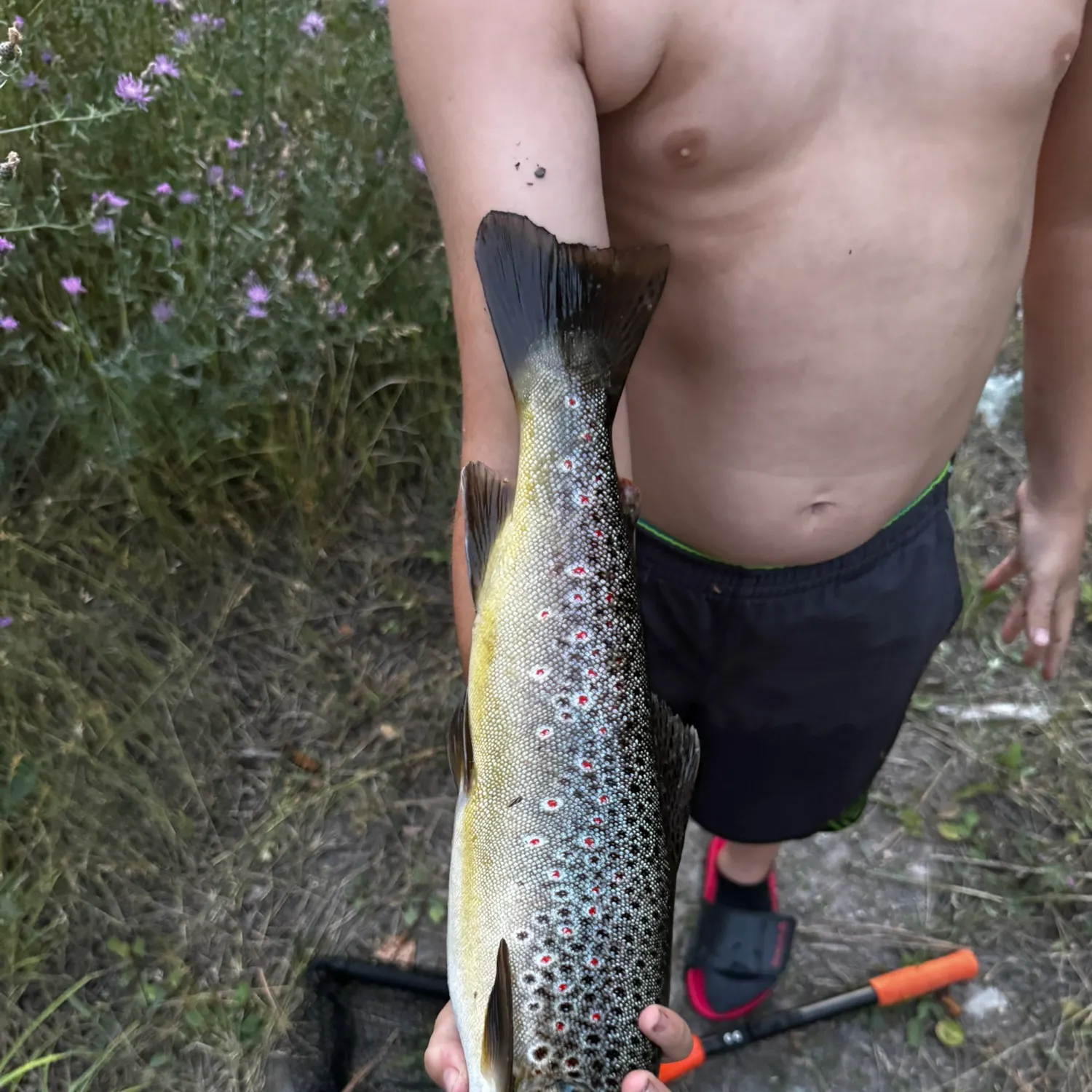 Brown trout caught on Fishbrain