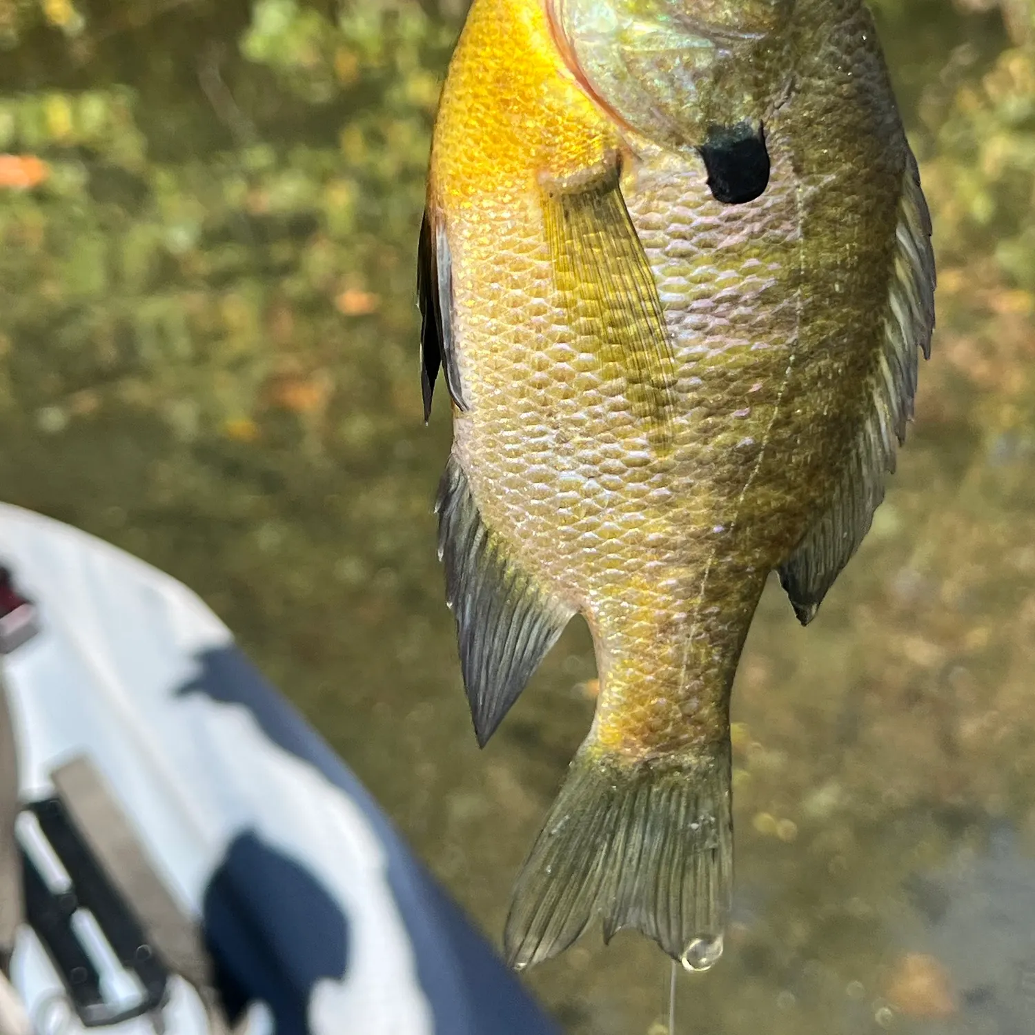 Fish caught on Fishbrain