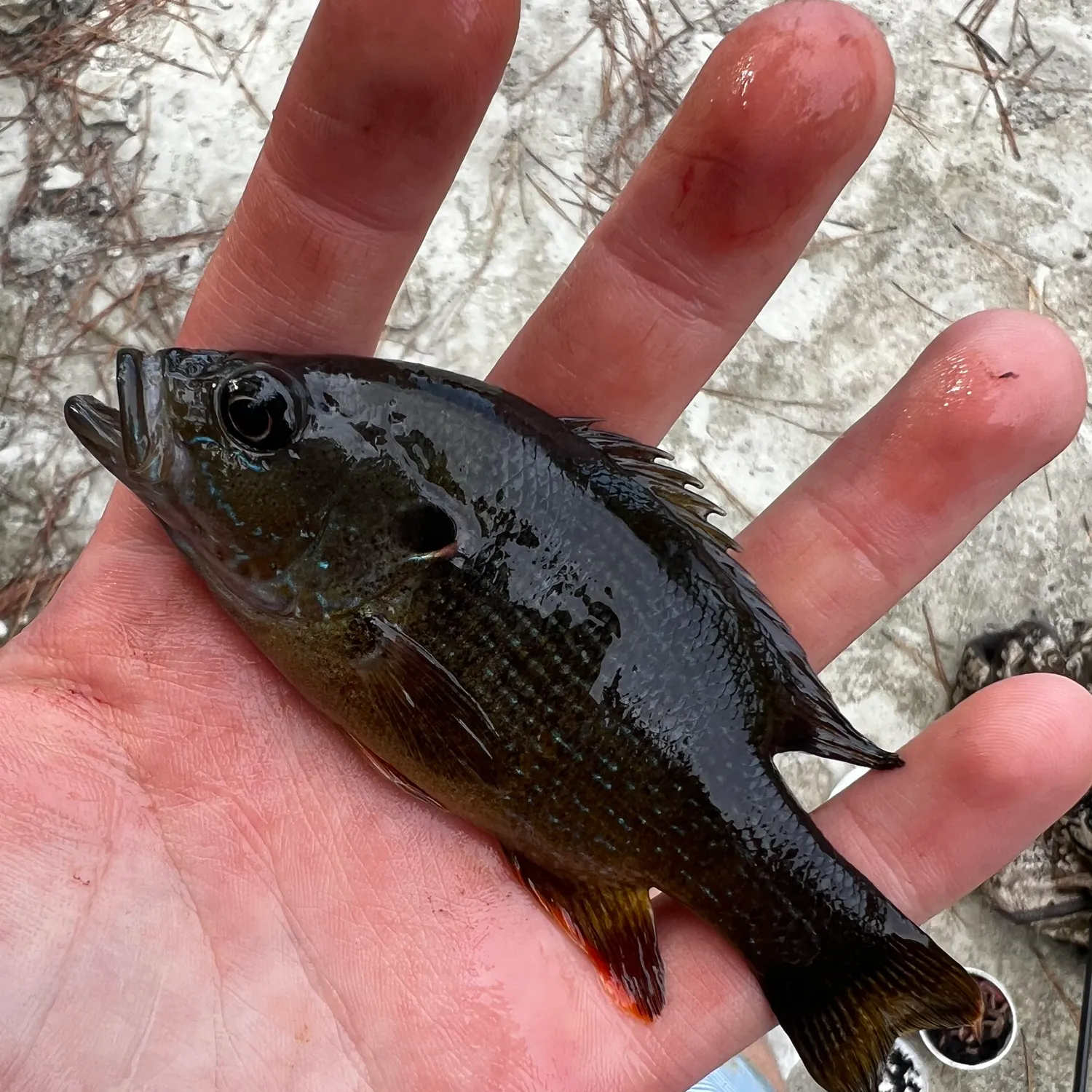 Green sunfish caught on Fishbrain