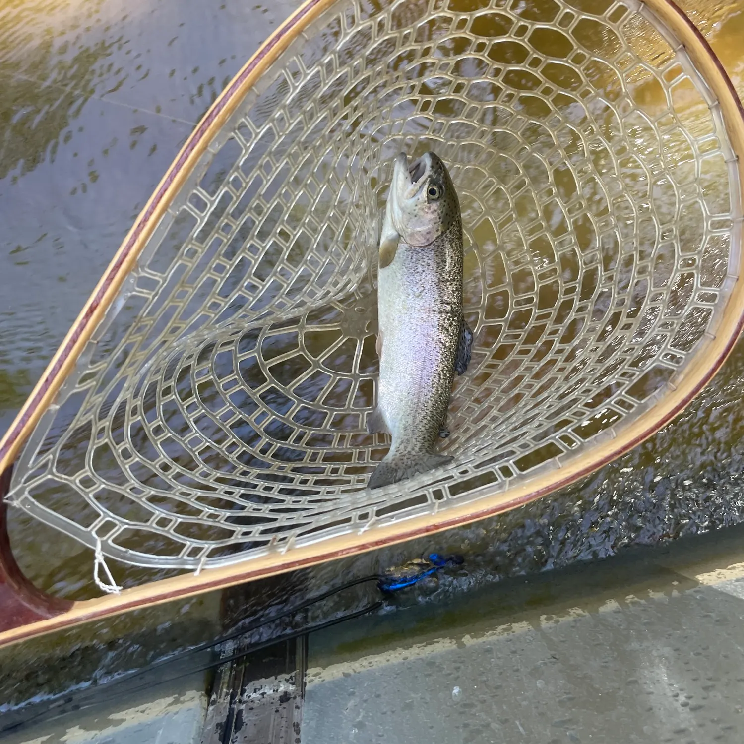 Rainbow trout caught on Fishbrain