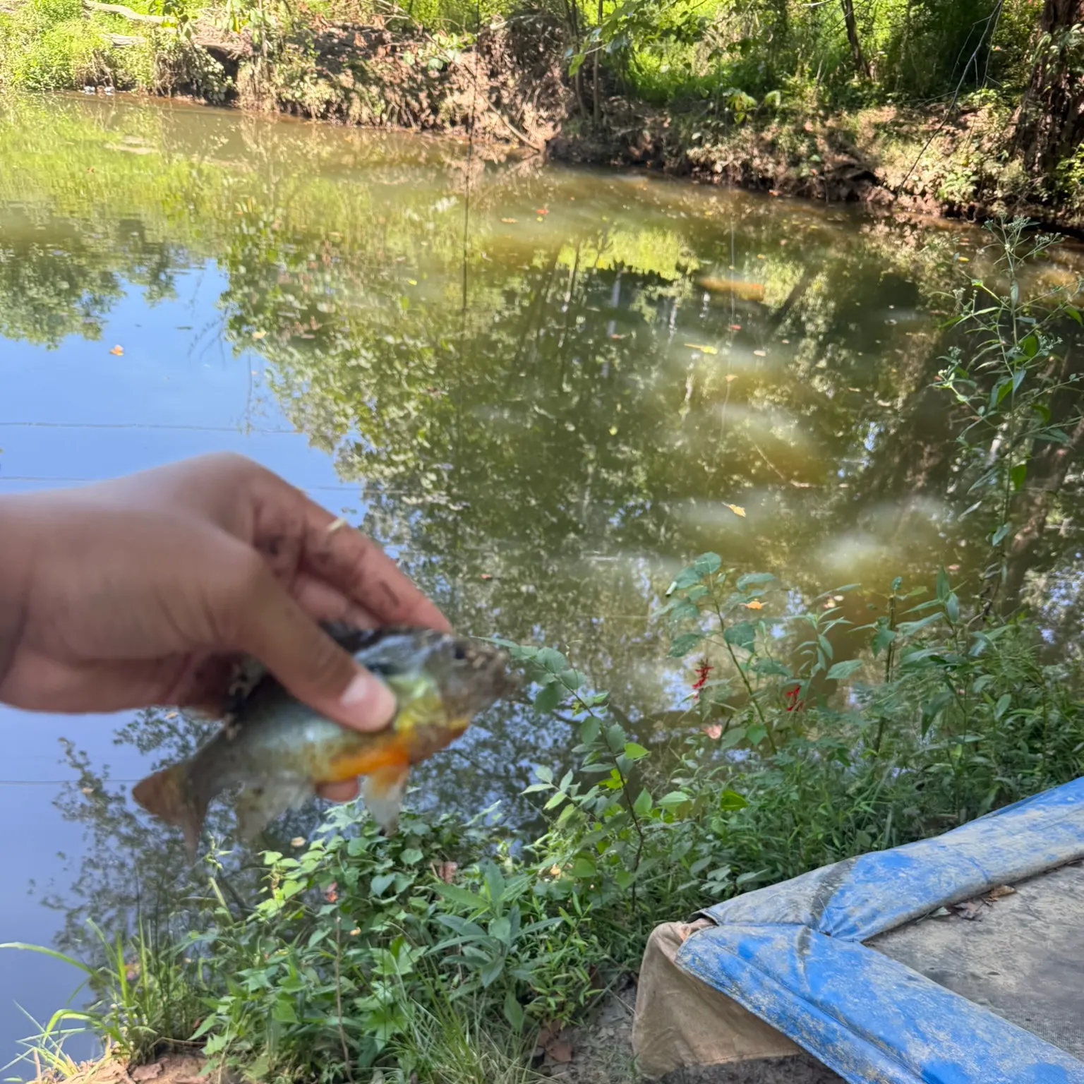 The most recent Redbreast sunfish catches on Fishbrain
