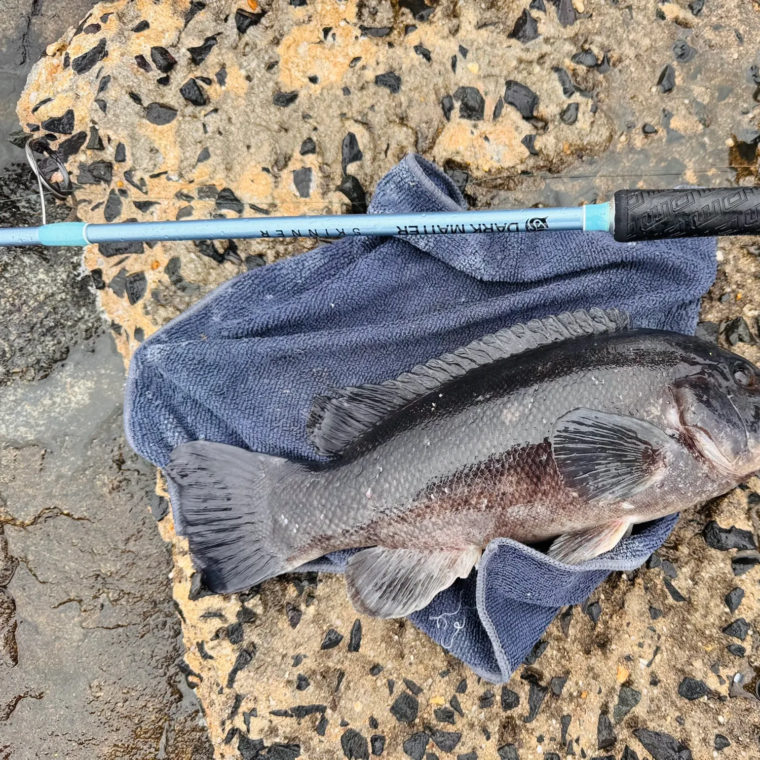 Tautog caught on Fishbrain