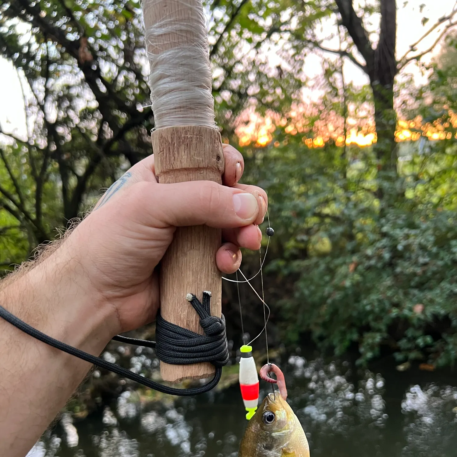 Bluegill caught on Fishbrain