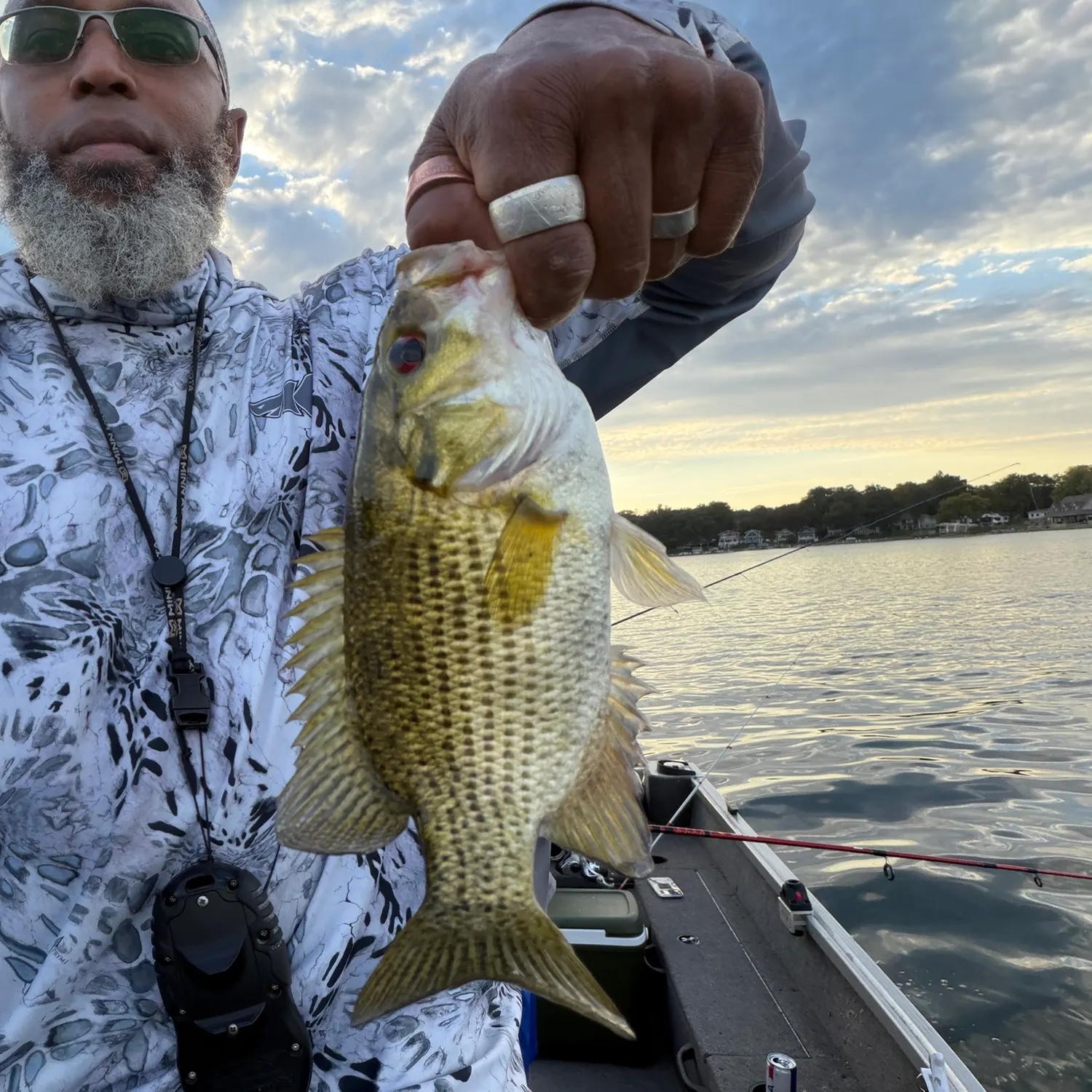 Rock bass caught on Fishbrain