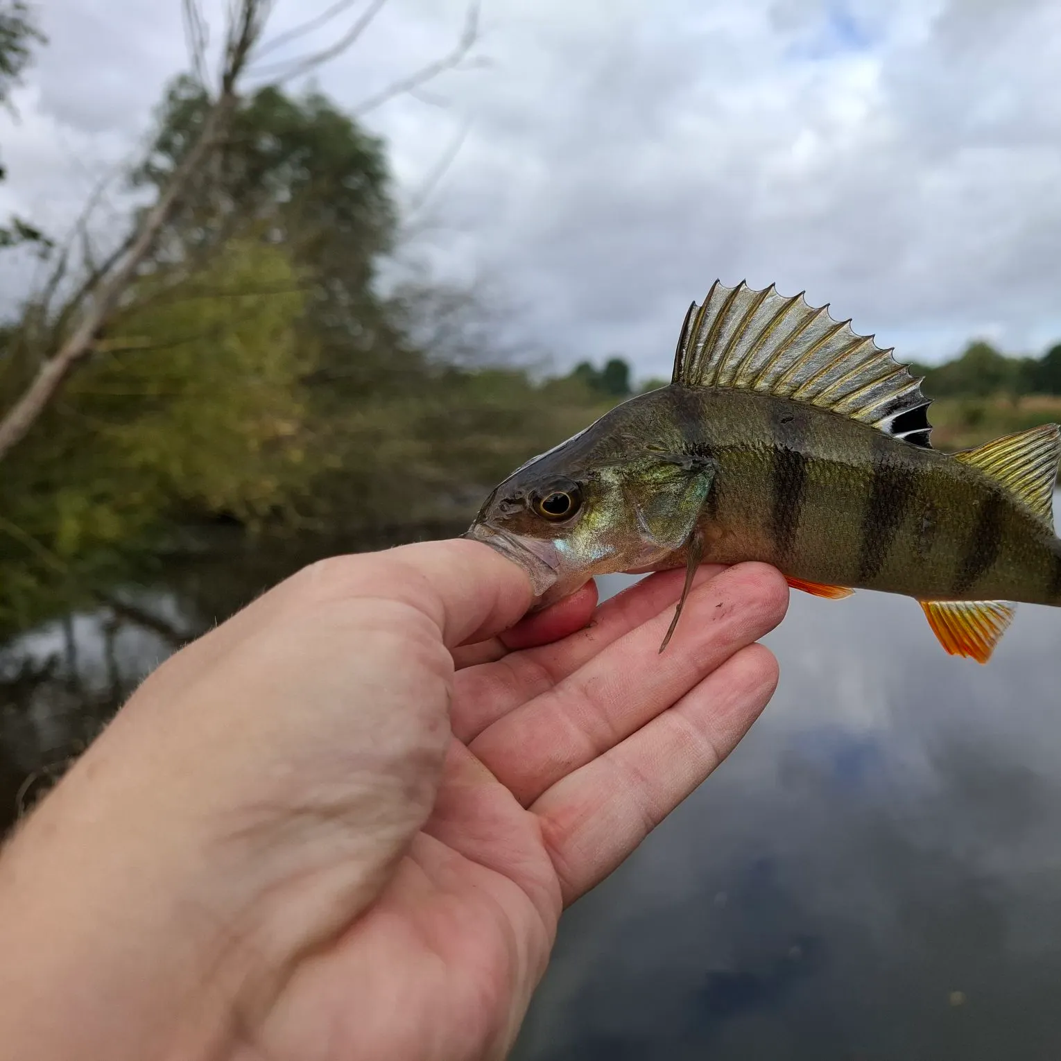 European perch caught on Fishbrain