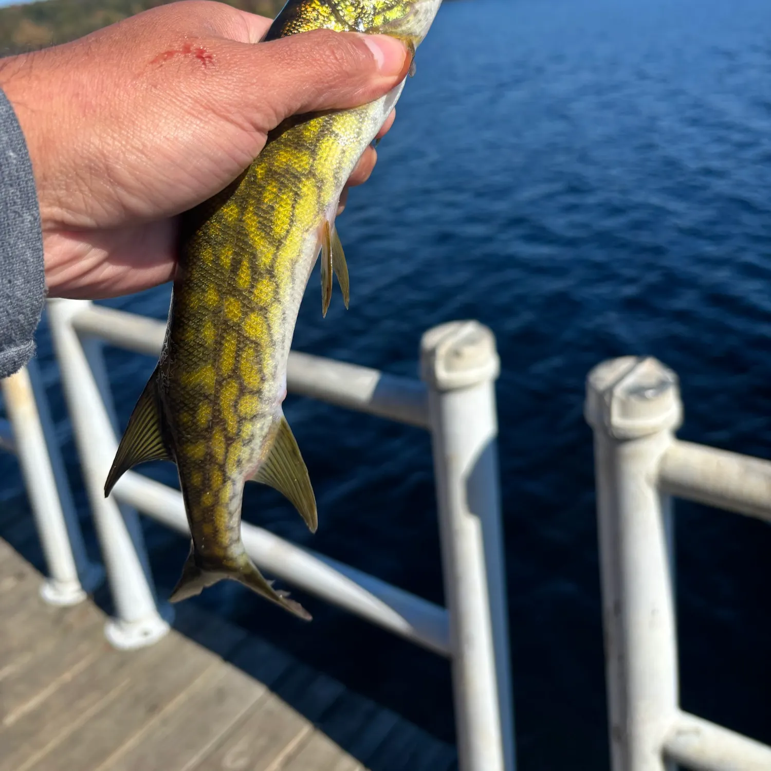 Chain pickerel caught on Fishbrain