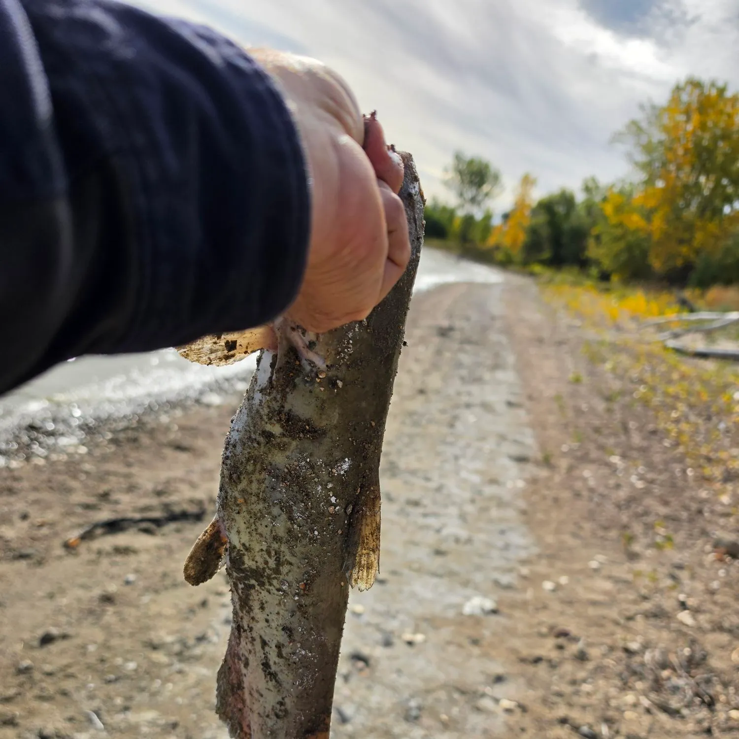 Channel catfish caught on Fishbrain