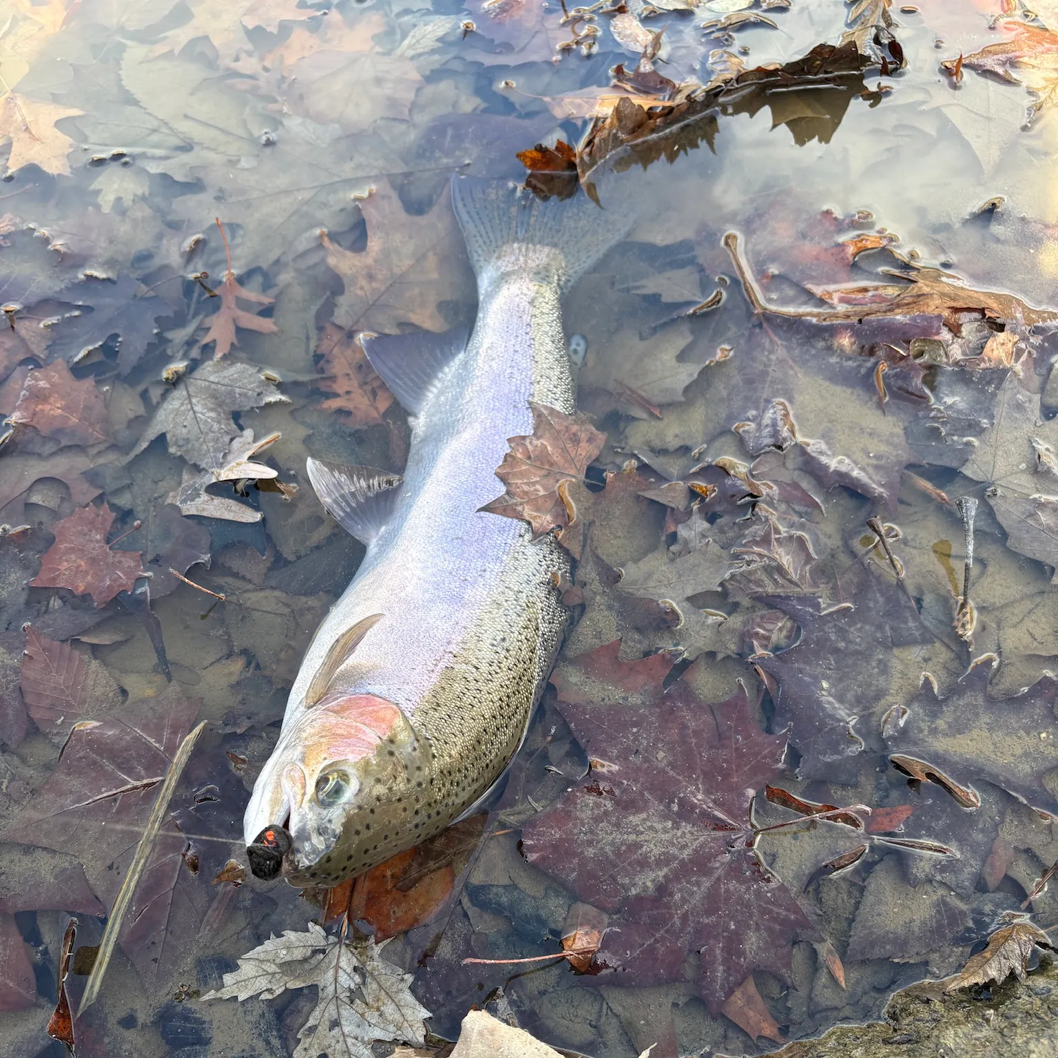 The most recent Steelhead catches on Fishbrain
