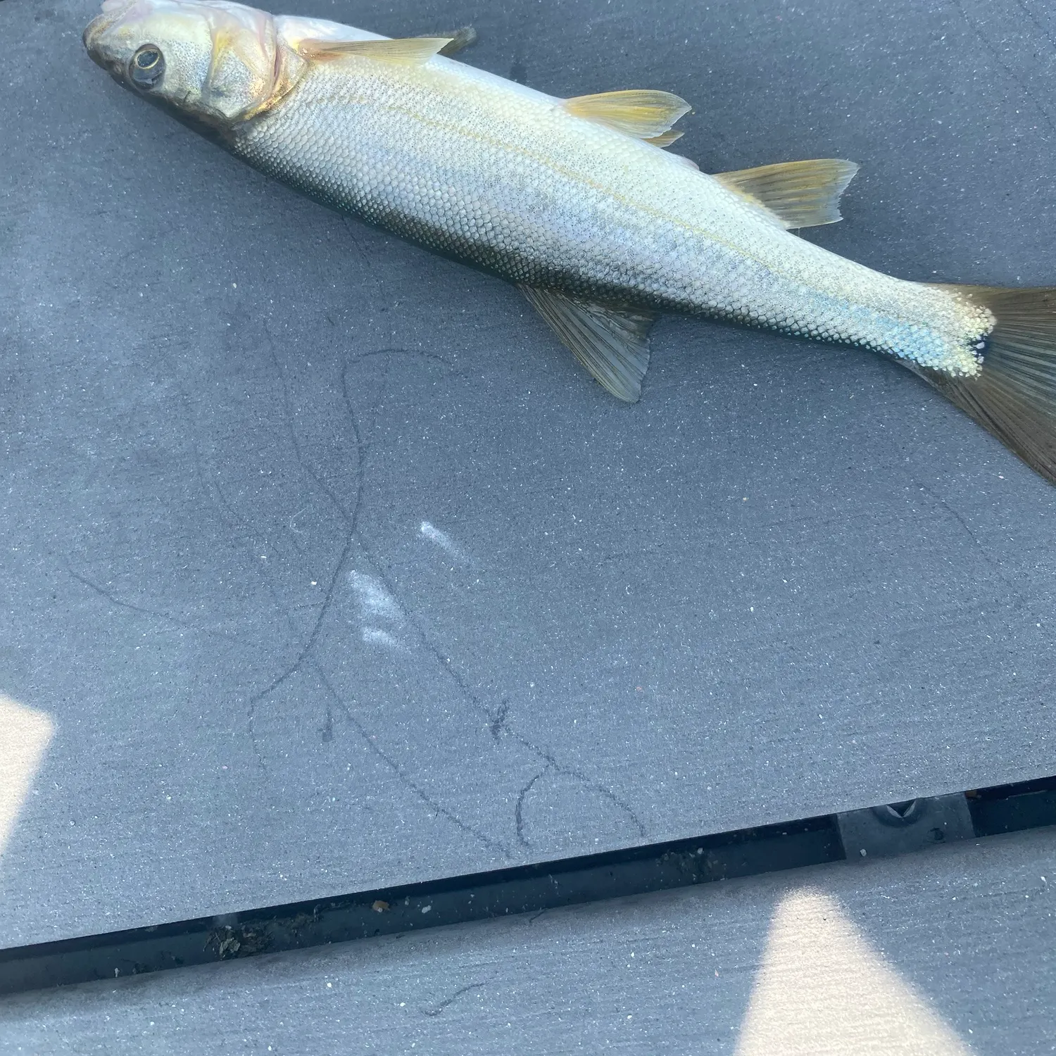 The most recent Northern pikeminnow catches on Fishbrain