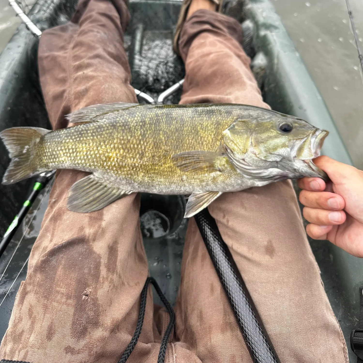 Smallmouth bass caught on Fishbrain