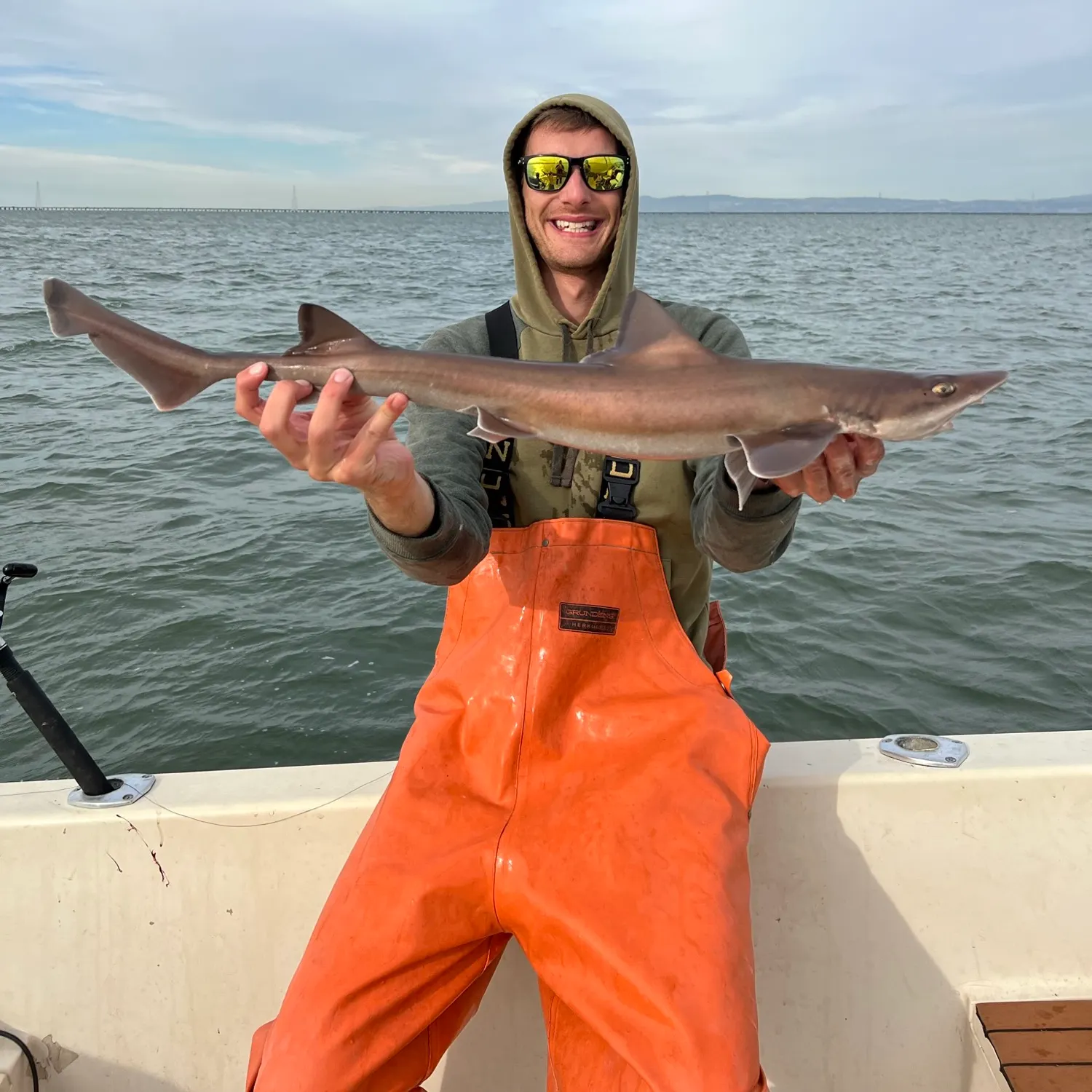 The most recent Brown smooth-hound catches on Fishbrain