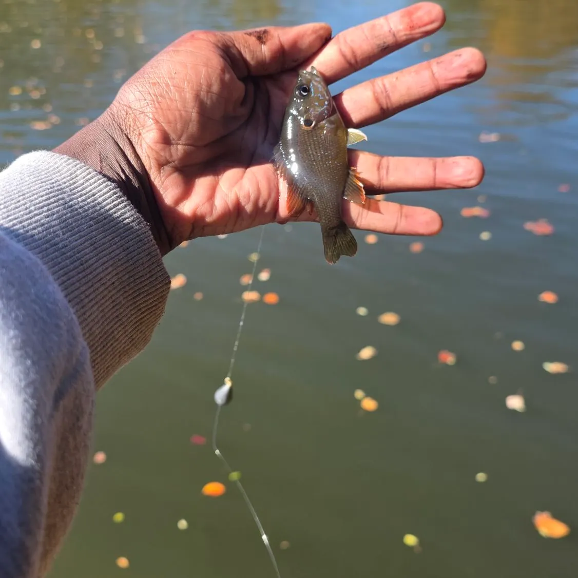 Green sunfish caught on Fishbrain