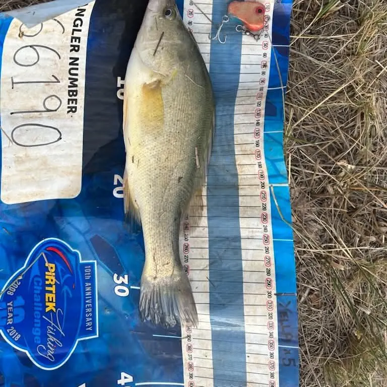 Golden perch caught on Fishbrain