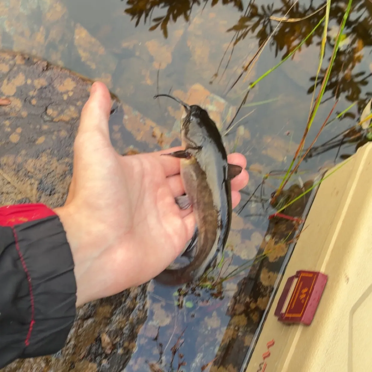 Brown bullhead caught on Fishbrain