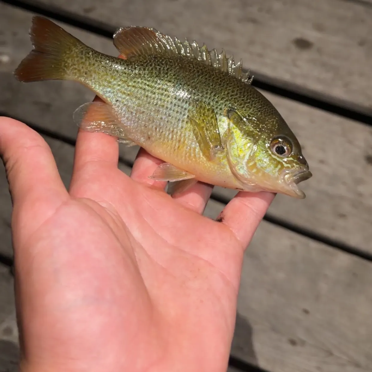 Green sunfish caught on Fishbrain