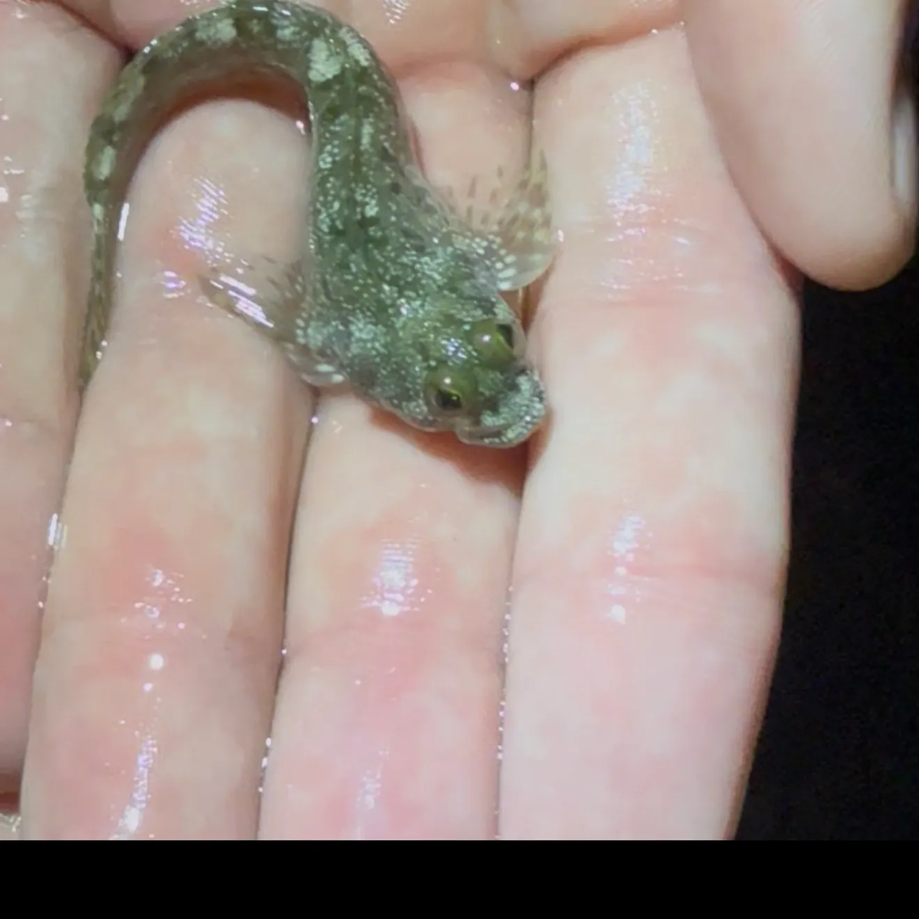 The most recent Darter goby catches on Fishbrain