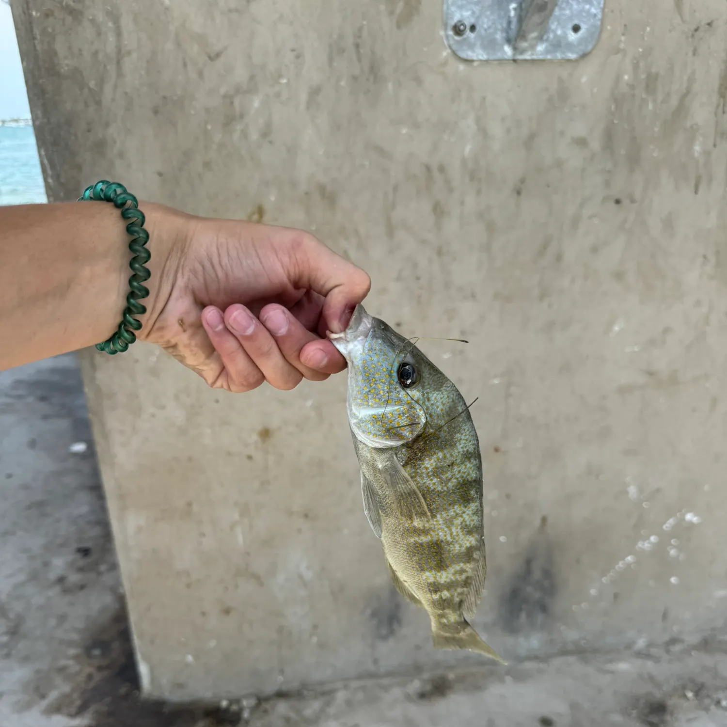 The most recent Southern kingcroaker catches on Fishbrain