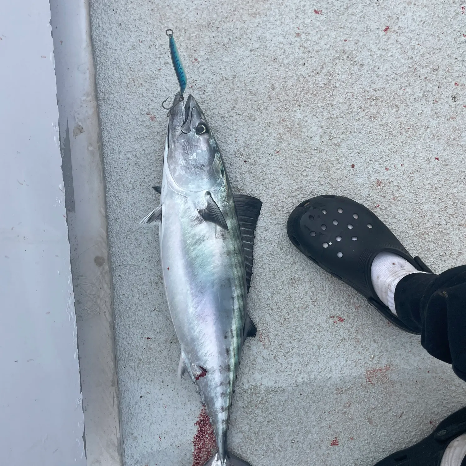 The most recent Eastern Pacific bonito catches on Fishbrain
