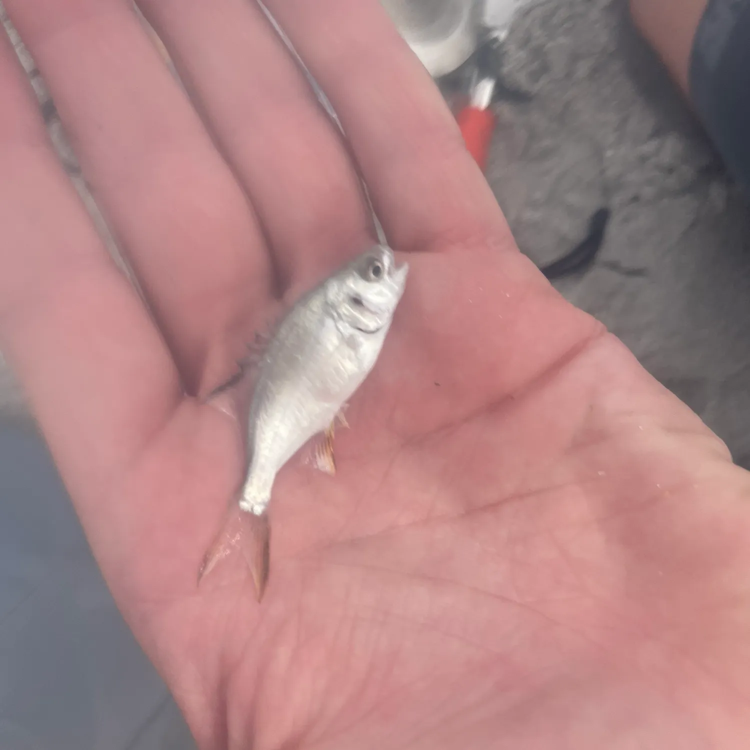 Florida pompano caught on Fishbrain