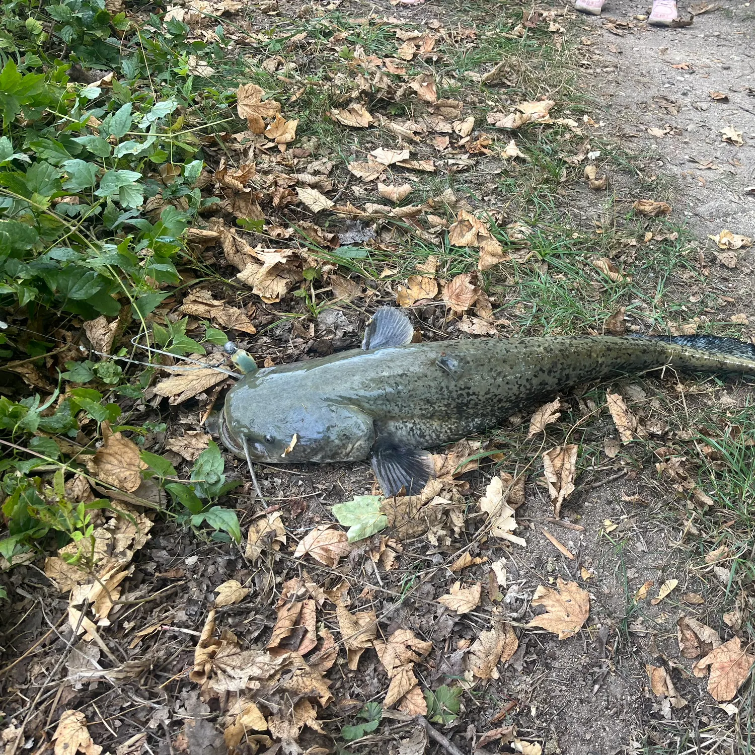 The most recent Lake Biwa catfish catches on Fishbrain