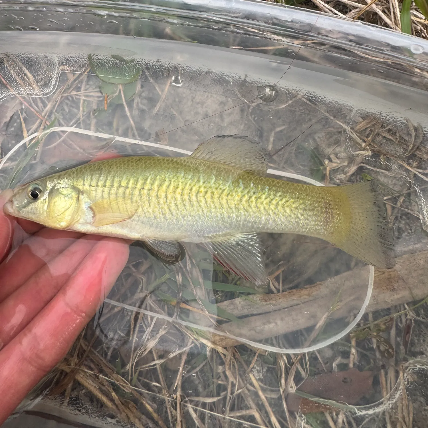 The most recent Seminole killifish catches on Fishbrain