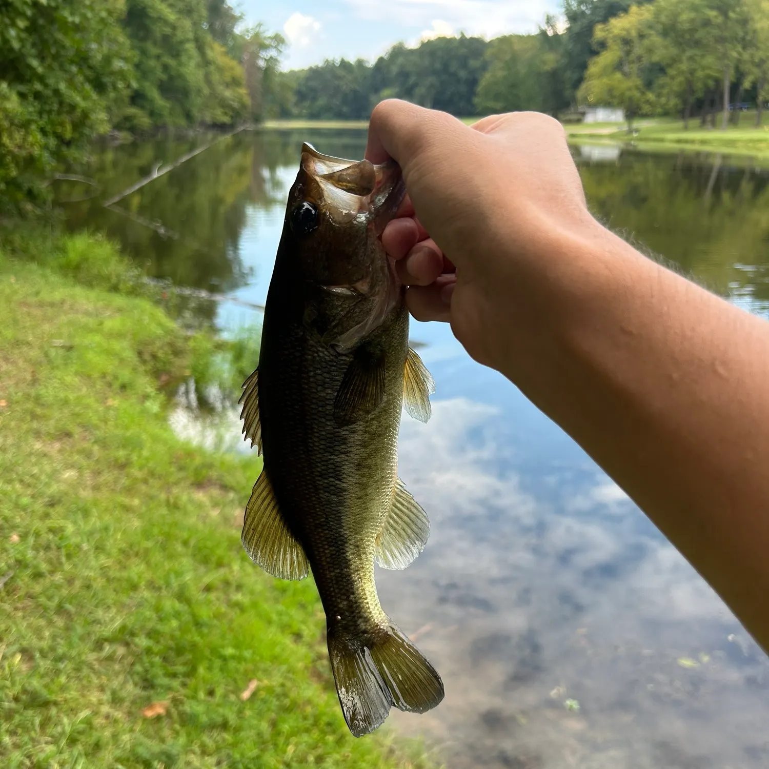 Largemouth bass caught on Fishbrain