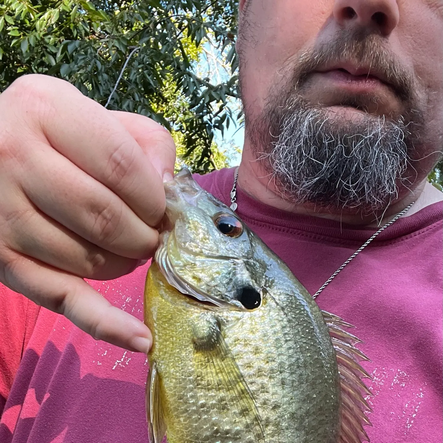 Redear sunfish caught on Fishbrain