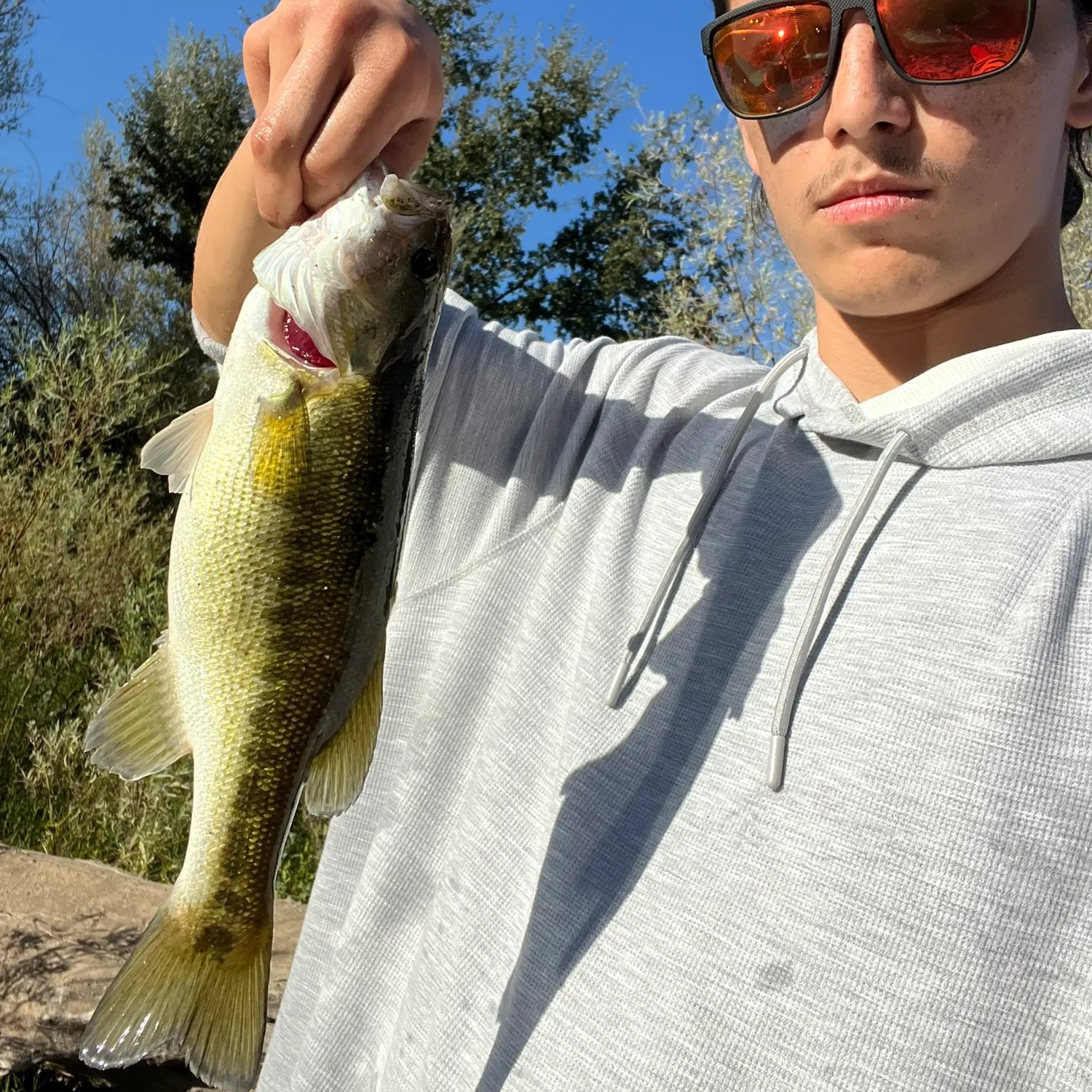 Spotted bass caught on Fishbrain