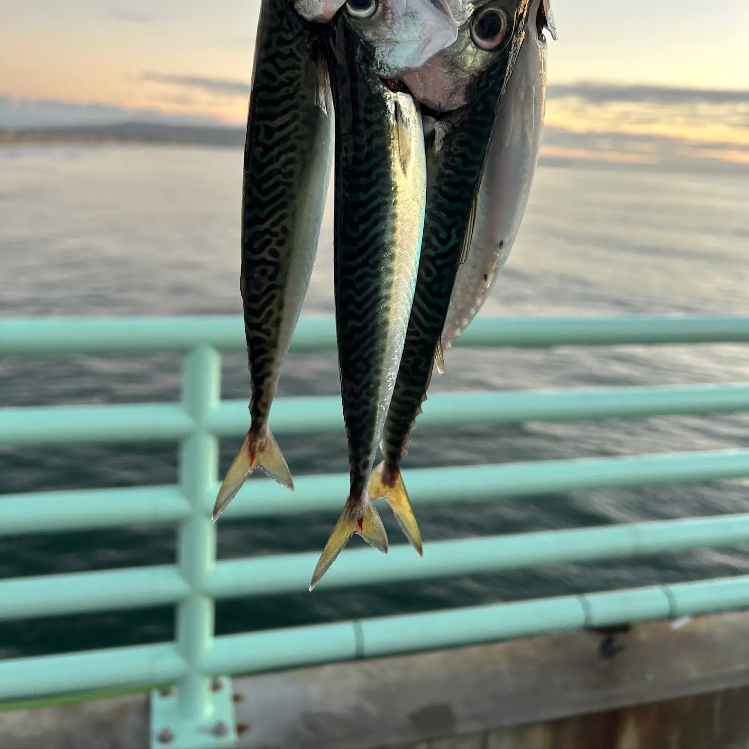 The most recent Pacific chub mackerel catches on Fishbrain